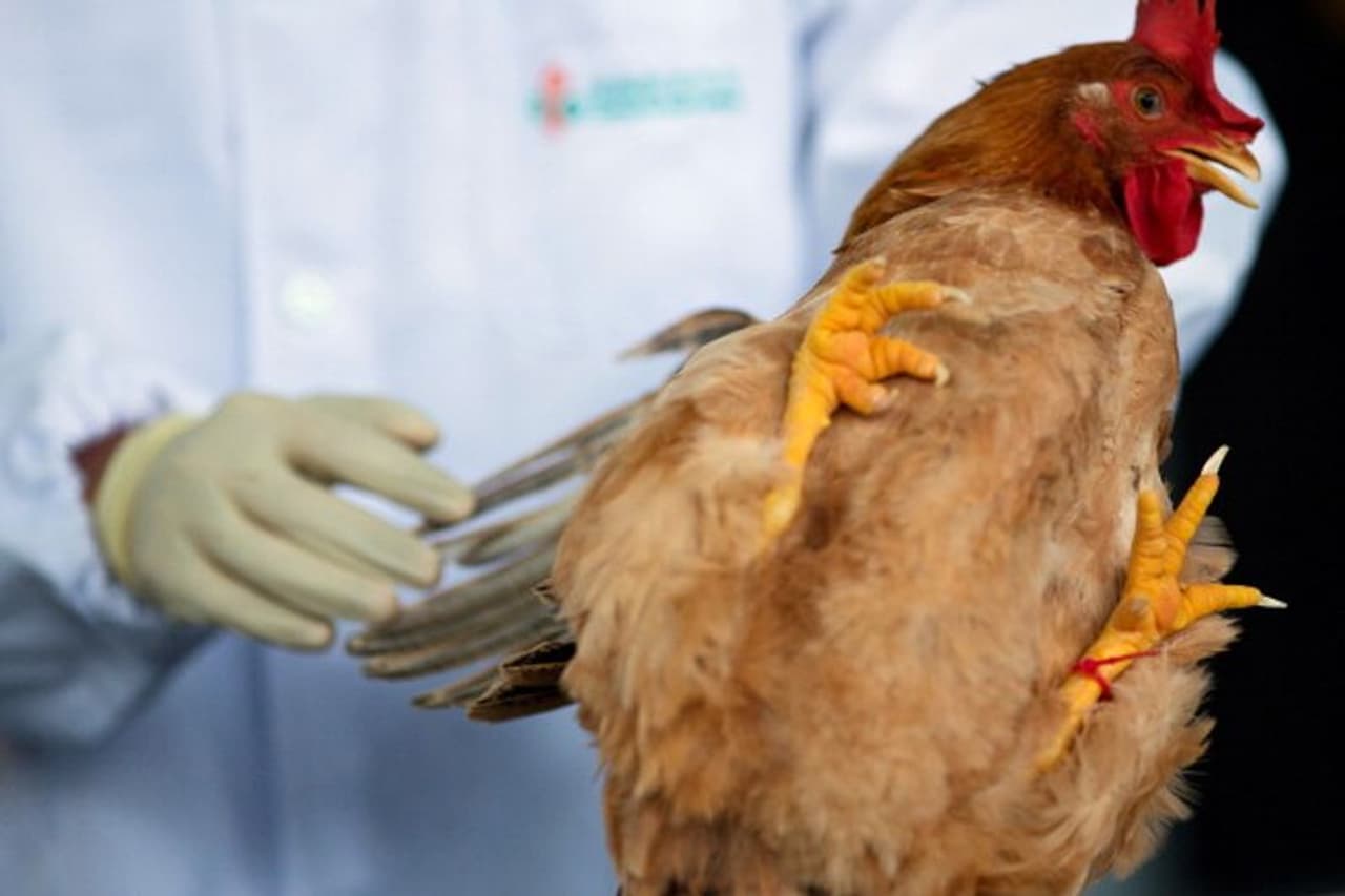 சிக்கன், முட்டை சாப்பிட்டால் பறவை காய்ச்சல் வருமா? நிபுணர்கள் சொல்றது என்ன?