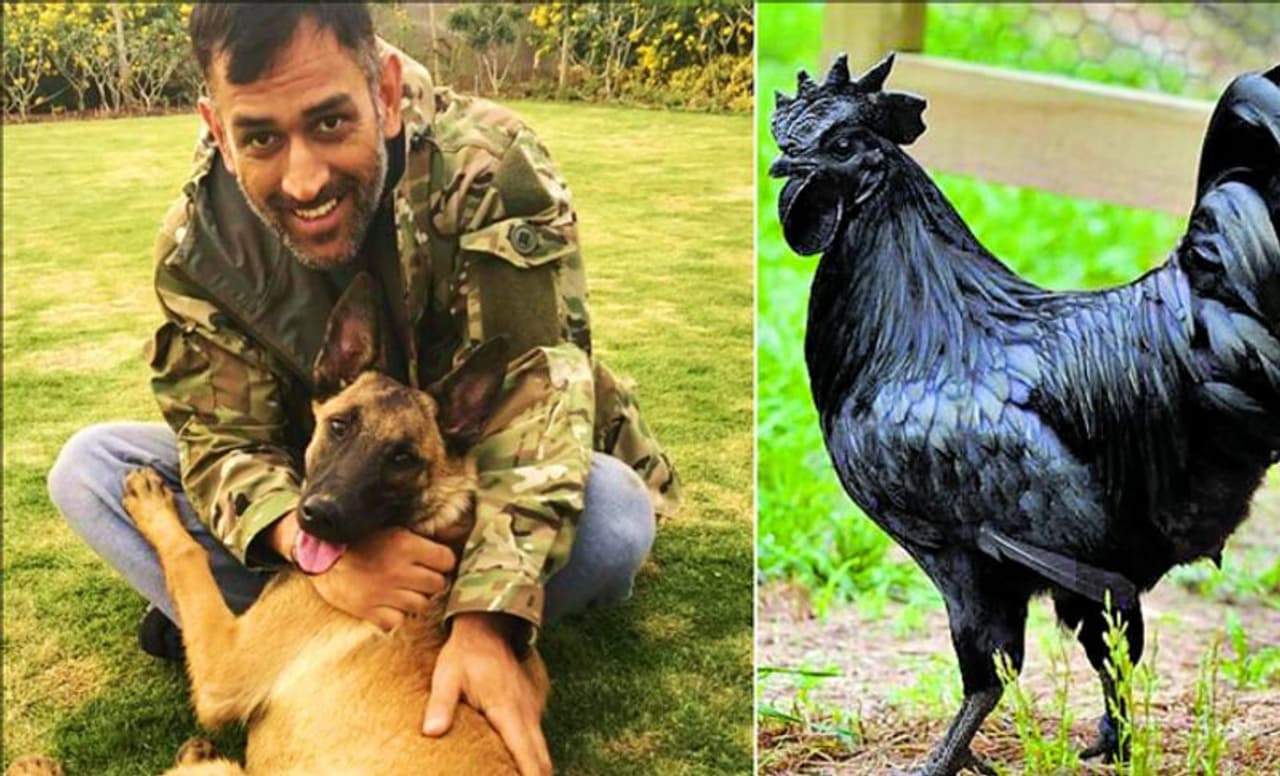 <p>కఢక్‌నాథ్ చికెన్ గురించి ప్రత్యేకంగా పరిచయం చేయాల్సిన అవసరం లేదు. నల్లగా నిగనిగలాడే కఢక్‌నాథ్ కోడి, అనేక పోషకాల నిలయం. కొవ్వు తక్కువగా, రుచి ఎక్కువగా ఉండే నల్ల కోడి, దేశంలో మధ్యప్రదేశ్ లాంటి కొన్ని ఏరియాలకు మాత్రమే పరిమితమై ఉండేది...</p>