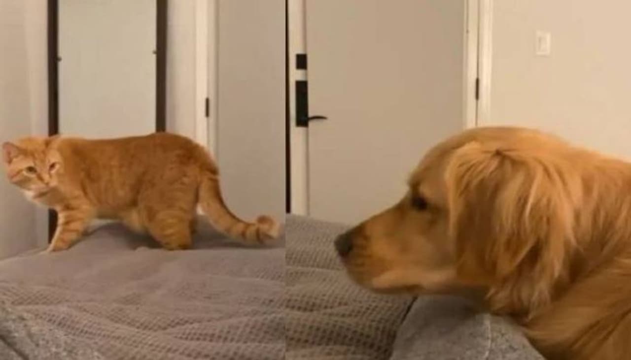 வீடுகளில் விலங்குகள் வளர்க்க கட்டணம்.! நாய், பூனை, ஆடு வளர்க்க எவ்வளவு தெரியுமா.?