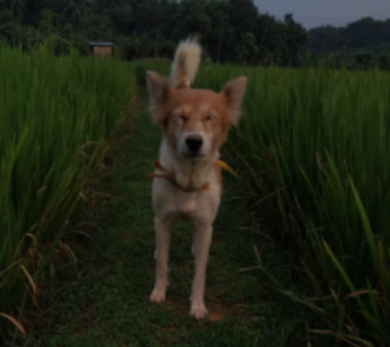 <p>13 വർഷങ്ങൾക്ക് മുമ്പ് ഷാജി ഊരാളുങ്കൽ എന്ന നടുവട്ടത്തുകാരന് തെരുവില് നിന്ന് എടുത്ത് വളര്ത്തിയതാണ് ബീപാത്തുവിനെ. പതിവുപോലെ ആരോ തെരുവിലുപേക്ഷിച്ച ഒരു കുഞ്ഞ് നായയായിരുന്നു അന്ന് അവള്.</p> <p>13 വർഷങ്ങൾക്ക് മുമ്പ് ഷാജി ഊരാളുങ്കൽ എന്ന നടുവട്ടത്തുകാരന് തെരുവില് നിന്ന് എടുത്ത് വളര്ത്തിയതാണ് ബീപാത്തുവിനെ. പതിവുപോലെ ആരോ തെരുവിലുപേക്ഷിച്ച ഒരു കുഞ്ഞ് നായയായിരുന്നു അന്ന് അവള്.</p>