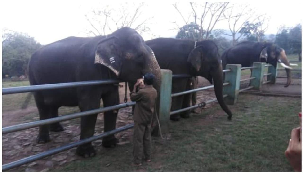 <p>കേരള സാംസ്കാരിക പൈതൃകത്തില് ഗജവീരന്മാര്ക്കു ഒഴിച്ചു കൂടാന് കഴിയാത്ത സ്ഥാനം തന്നെയാണുള്ളത്. ഗംഭീര്യത്തോടെ നെറ്റിപ്പട്ടം കെട്ടി തലയുയര്ത്തി നില്ക്കുന്ന വീരന്മാര് ക്ഷേത്ര മഹോത്സവങ്ങളുടെ കീര്ത്തിയുടെയും യശസ്സിന്റെയും പ്രതീകങ്ങളാണ്. ഗജദിനത്തോട് അനുബന്ധിച്ച് കേരളത്തിലങ്ങോളമിങ്ങോളം ആനയൂട്ട് നടത്താറുണ്ട്. കഴിഞ്ഞ ദിവസം മുതുമല വന്യജീവി സങ്കേതത്തിൽ നടന്ന ആനയൂട്ട് സഞ്ചാരികളുടെ ശ്രദ്ധ പിടിച്ചെടുത്തിരുന്നു. </p> <p>കേരള സാംസ്കാരിക പൈതൃകത്തില് ഗജവീരന്മാര്ക്കു ഒഴിച്ചു കൂടാന് കഴിയാത്ത സ്ഥാനം തന്നെയാണുള്ളത്. ഗംഭീര്യത്തോടെ നെറ്റിപ്പട്ടം കെട്ടി തലയുയര്ത്തി നില്ക്കുന്ന വീരന്മാര് ക്ഷേത്ര മഹോത്സവങ്ങളുടെ കീര്ത്തിയുടെയും യശസ്സിന്റെയും പ്രതീകങ്ങളാണ്. ഗജദിനത്തോട് അനുബന്ധിച്ച് കേരളത്തിലങ്ങോളമിങ്ങോളം ആനയൂട്ട് നടത്താറുണ്ട്. കഴിഞ്ഞ ദിവസം മുതുമല വന്യജീവി സങ്കേതത്തിൽ നടന്ന ആനയൂട്ട് സഞ്ചാരികളുടെ ശ്രദ്ധ പിടിച്ചെടുത്തിരുന്നു. </p>