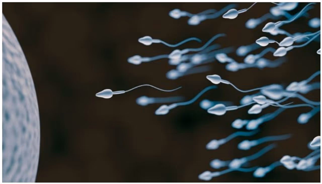 <p>ನೈಸರ್ಗಿಕ ಗರ್ಭಧಾರಣೆಗಾಗಿ, ಒಬ್ಬರು ಸಾಮಾನ್ಯ ವೀರ್ಯ ನಿಯತಾಂಕಗಳನ್ನು ಹೊಂದಿರಬೇಕು. ಒಂದು ಅಂಡಾಣುವನ್ನು ಫಲವತ್ತಾಗಿಸಲು ಲಕ್ಷಾಂತರ ವೀರ್ಯಾಣುಗಳ ಅಗತ್ಯವಿದೆ. ಒಂದು ಟೀ ಚಮಚ ವೀರ್ಯದಲ್ಲಿ 100 600 ಮಿಲಿಯನ್ ವೀರ್ಯಾಣುಗಳಿರುತ್ತವೆ.</p>