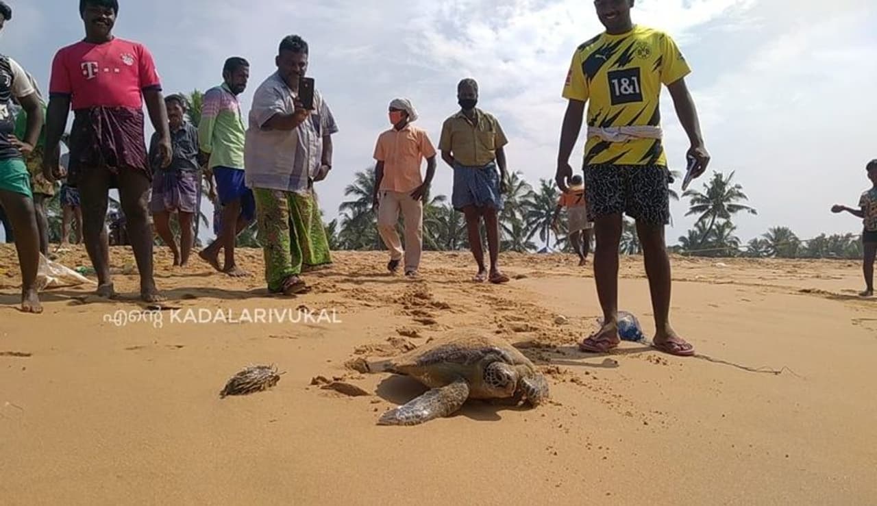 <p>ഇന്ത്യന് മഹാസുദ്രത്തിലും ബംഗാള് ഉള്ക്കടലിലും കാണപ്പെടുന്ന വംശനാശ ഭീഷണി നേരിടുന്ന വലിയതരം കടലാമകളാണ് ഒലീവ് റിഡ്ലി എന്ന പേരിലറിയപ്പെടുന്ന കടലാമ. ആഴക്കടലിലാണ് ഇവയുടെ സഞ്ചാരമെന്നതിനാല് കണ്ടെത്തുക പ്രയാസമാണ്. എന്നാല് മുട്ടയിടാനായി ഇവ കൂട്ടതോടെ കരയിലേക്ക് വന്നെത്തുന്നു. </p> <p>ഇന്ത്യന് മഹാസുദ്രത്തിലും ബംഗാള് ഉള്ക്കടലിലും കാണപ്പെടുന്ന വംശനാശ ഭീഷണി നേരിടുന്ന വലിയതരം കടലാമകളാണ് ഒലീവ് റിഡ്ലി എന്ന പേരിലറിയപ്പെടുന്ന കടലാമ. ആഴക്കടലിലാണ് ഇവയുടെ സഞ്ചാരമെന്നതിനാല് കണ്ടെത്തുക പ്രയാസമാണ്. എന്നാല് മുട്ടയിടാനായി ഇവ കൂട്ടതോടെ കരയിലേക്ക് വന്നെത്തുന്നു. </p>