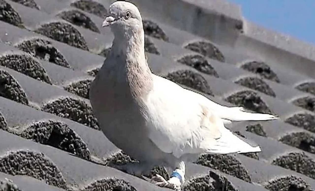 <p>ಮಲಗುವ ಕೋಣೆಯ ವಾಯುವ್ಯ ಗೋಡೆಯಲ್ಲಿ ಆಕಾಶದಲ್ಲಿ ಹಾರಾಡುವ ಬಿಳಿ ಪಾರಿವಾಳಗಳ ಚಿತ್ರವನ್ನು ಇರಿಸಿ. ಚಿತ್ರದಲ್ಲಿ ನೀರು ಇರಬಾರದು.</p>