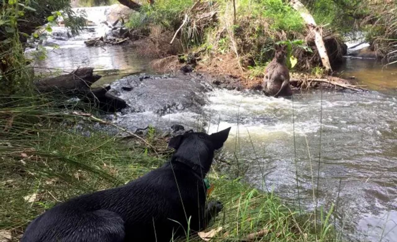 <p>ജാക്സണ്‍ വിന്‍സെന്‍റ് എന്ന പൂന്തോട്ട പരിപാലകന്‍ തന്‍റെ വളര്‍ത്തുനായയോടൊപ്പം പതിവ് നടക്കാനിറങ്ങിയതായിരുന്നു. &nbsp;മാര്‍ഗരറ്റ് നദിയുടെ തീരത്തുകൂടി നടക്കുന്നതിനിടെ വളര്‍ത്തുനായ അസാധാരണമാം വിധം കുര തുടങ്ങി.</p>
