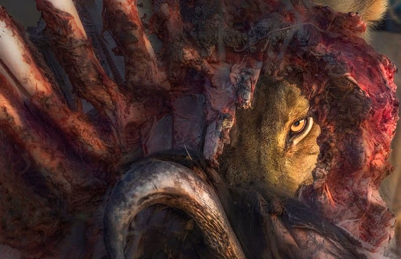 <p><strong>പനോസ് ലസ്ക്കരാക്കിസ്, ഗ്രീസ്: </strong>ബോട്സ്വാനയിലെ ഒകാവാംഗോ ഡെൽറ്റയുടെ വന്യമായ പ്രകൃതിയിൽ അസാധാരണമായ വേട്ടയാടലിന് സാക്ഷ്യം വഹിക്കുന്നതിനിടയിലാണ് ഞാൻ എടുത്തതില് വച്ച് ഏറ്റവും പ്രയാസമേറിയ ആ ചിത്രം പതിയുന്നത്. ഡസൻ കണക്കിന് ശക്തരായ സിംഹങ്ങൾ പകലിന്റെ മധ്യത്തിൽ എരുമകളെ ആക്രമിക്കുകയായിരുന്നു. എരുമകളും ശക്തരായിരുന്നു. ഇരുകൂട്ടരും തമ്മിലുള്ള നാടകീയമായ പോരാട്ടം തന്നെ. കൊലപാതകത്തിന് മുമ്പ് രക്തച്ചൊരിച്ചിലും നിലവിളികളുമുണ്ടായി. ആ ചിത്രം പകര്ത്തുകയെന്നത് അത്യന്തം അപകടകരവും പ്രയാസമേറിയതുമായിരുന്നു. എന്നാല്, പ്രകൃതിയില് അതൊരു സാധാരണക്കാഴ്ച തന്നെയാണ്. </p><p>എന്നാല്, മികച്ച ഭാഗം ഇനിയും വരാനിരിക്കുന്നതേയുണ്ടായിരുന്നുള്ളൂ. പിറ്റേന്ന് അർദ്ധരാത്രിയിൽ, മുപ്പതോളം കഴുതപ്പുലികള് സിംഹങ്ങളെ ആക്രമിച്ചു. ഞാനും സഫാരിയിലെ ഗൈഡും ക്ലയന്റുകളും തീർച്ചയായും മുമ്പൊരിക്കലും കണ്ടിട്ടില്ലാത്ത ഒരു അപൂർവവും ക്രൂരവുമായ ഒരു രംഗമായിരുന്നു അത്. ക്രൂരത, എല്ലായിടത്തുനിന്നും വരുന്ന ഭീകരതയുടെ ശബ്ദങ്ങൾ, തീവ്രമായ ഇരുട്ട് എന്നിവ ചിത്രങ്ങള് പകര്ത്തുന്നത് കഠിനമാക്കിത്തീര്ത്തു. പിറ്റേന്ന് രാവിലെയാണ്, ഈ വലിയ ആൺ സിംഹം തിരിച്ചെത്തി എല്ലുകള്ക്കിടയിലൂടെ എത്തിനോക്കിയത്, അതാണ് ഈ ചിത്രം. ആ നിമിഷമാണ് രാജാവിന്റെ ശക്തി എന്റെ ഹൃദയത്തിൽ അനുഭവപ്പെട്ടത് എന്നും അദ്ദേഹം പറയുന്നു. </p> <p><strong>പനോസ് ലസ്ക്കരാക്കിസ്, ഗ്രീസ്: </strong>ബോട്സ്വാനയിലെ ഒകാവാംഗോ ഡെൽറ്റയുടെ വന്യമായ പ്രകൃതിയിൽ അസാധാരണമായ വേട്ടയാടലിന് സാക്ഷ്യം വഹിക്കുന്നതിനിടയിലാണ് ഞാൻ എടുത്തതില് വച്ച് ഏറ്റവും പ്രയാസമേറിയ ആ ചിത്രം പതിയുന്നത്. ഡസൻ കണക്കിന് ശക്തരായ സിംഹങ്ങൾ പകലിന്റെ മധ്യത്തിൽ എരുമകളെ ആക്രമിക്കുകയായിരുന്നു. എരുമകളും ശക്തരായിരുന്നു. ഇരുകൂട്ടരും തമ്മിലുള്ള നാടകീയമായ പോരാട്ടം തന്നെ. കൊലപാതകത്തിന് മുമ്പ് രക്തച്ചൊരിച്ചിലും നിലവിളികളുമുണ്ടായി. ആ ചിത്രം പകര്ത്തുകയെന്നത് അത്യന്തം അപകടകരവും പ്രയാസമേറിയതുമായിരുന്നു. എന്നാല്, പ്രകൃതിയില് അതൊരു സാധാരണക്കാഴ്ച തന്നെയാണ്. </p><p>എന്നാല്, മികച്ച ഭാഗം ഇനിയും വരാനിരിക്കുന്നതേയുണ്ടായിരുന്നുള്ളൂ. പിറ്റേന്ന് അർദ്ധരാത്രിയിൽ, മുപ്പതോളം കഴുതപ്പുലികള് സിംഹങ്ങളെ ആക്രമിച്ചു. ഞാനും സഫാരിയിലെ ഗൈഡും ക്ലയന്റുകളും തീർച്ചയായും മുമ്പൊരിക്കലും കണ്ടിട്ടില്ലാത്ത ഒരു അപൂർവവും ക്രൂരവുമായ ഒരു രംഗമായിരുന്നു അത്. ക്രൂരത, എല്ലായിടത്തുനിന്നും വരുന്ന ഭീകരതയുടെ ശബ്ദങ്ങൾ, തീവ്രമായ ഇരുട്ട് എന്നിവ ചിത്രങ്ങള് പകര്ത്തുന്നത് കഠിനമാക്കിത്തീര്ത്തു. പിറ്റേന്ന് രാവിലെയാണ്, ഈ വലിയ ആൺ സിംഹം തിരിച്ചെത്തി എല്ലുകള്ക്കിടയിലൂടെ എത്തിനോക്കിയത്, അതാണ് ഈ ചിത്രം. ആ നിമിഷമാണ് രാജാവിന്റെ ശക്തി എന്റെ ഹൃദയത്തിൽ അനുഭവപ്പെട്ടത് എന്നും അദ്ദേഹം പറയുന്നു. </p>