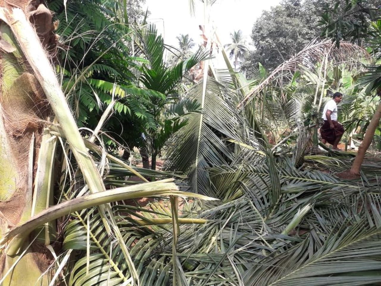 <p><span style="font size:18px;"><strong>മരണക്കണക്കുകൾ</strong></span></p><p>&nbsp;</p><p>കഴിഞ്ഞ മാസമാണ് കരുളായി വനത്തോട് ചേർന്ന് പുഴയോരത്ത് യുവാവ് കാട്ടാനയുടെ ചവിട്ടേറ്റ് മരിച്ചത്. 2019 ൽ കരുളായി റൈഞ്ചിൽ ഉൾപ്പെടുന്ന മൂത്തേടം വട്ടപ്പാടത്ത് സ്വകാര്യ തോട്ടം നോട്ടക്കാരനെ ആന ചവിട്ടി കൊല്ലുകയും ചെയ്തിരുന്നു. ഇവരുൾപ്പെടെ അമ്പതോളം മനുഷ്യ ജീവനുകളാണ് പത്ത് വർഷത്തിനിടെ മലയോരത്തിന് മാത്രം നഷ്ടമായത്. &nbsp;ഈ ഭാഗങ്ങളില്‍ വന്യമൃഗങ്ങള്‍ കൃഷി നാശിപ്പുക്കുന്നതും വ്യാപകമാണ്. ഹെക്ടർ കണക്കിന് &nbsp;കൃഷിയാണ് ഓരോ വർഷവും കാട്ടാനകൾ നശിപ്പിക്കുന്നത്. നഷ്ടപരിഹാര തുക അൽപാൽപമായി വർദ്ധിപ്പിച്ചെങ്കിലും കർഷകര്‍ക്കുണ്ടാകുന്ന സാമ്പത്തിക തകർച്ചക്ക് ഇത് പരിഹാരാമാവുന്നില്ല.<br />&nbsp;</p>