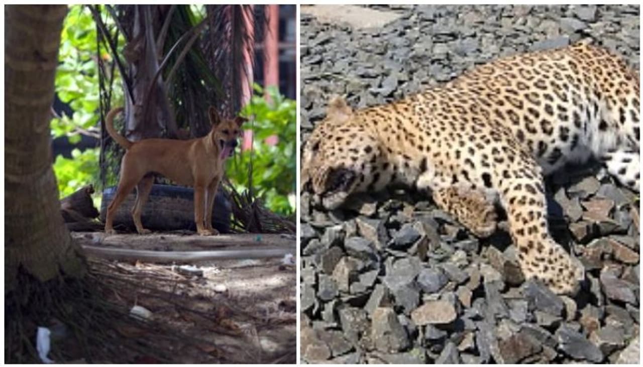 <p>‘బలవంతమైన సర్పం.. చలిచీమల చేత చిక్కి చావదె సుమతి’.. ఈ పద్యం మనమంతా చిన్నప్పుడు చదువున్నాం. అయితే.. పుస్తకాల్లో చదవడమే తప్ప.. నిజజీవితంలో &nbsp;ఇలాంటి సంఘటనలు జరగడం చాలా తక్కువ. అయితే.. నిజంగా ఇలాంటి సంఘటనే ఒకటి చోటుచేసుకుంది. వీధి కుక్క.. ఓ చిరుతపులి చంపేసింది.</p>