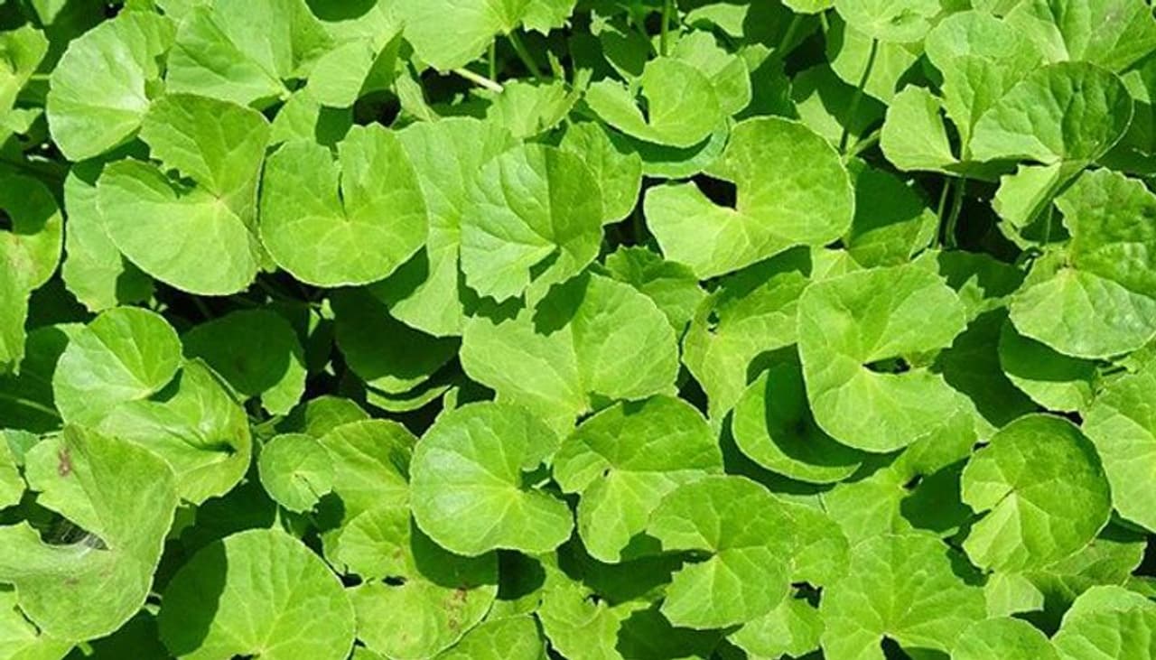 <p>&nbsp;ಬ್ರಾಹ್ಮಿಯನ್ನು ಅದ್ಭುತ ಗಿಡಮೂಲಿಕೆ ಎಂದು ಕರೆಯಲಾಗುತ್ತದೆ ಮತ್ತು &nbsp;ಚರ್ಮ ಮತ್ತು ಕೂದಲಿನ ಮೇಲೂ ಸಹ ಬಳಸಿದಾಗ ಅದ್ಭುತ ಕೆಲಸ ಮಾಡುತ್ತದೆ. ಬ್ರಾಹ್ಮಿ &nbsp;ಚರ್ಮ ಮತ್ತು ಕೂದಲಿಗೆ ಹೇಗೆ ಸಹಾಯ ಮಾಡುತ್ತದೆ ಎಂಬುದನ್ನು ಇಲ್ಲಿ ನೋಡಿ:</p>