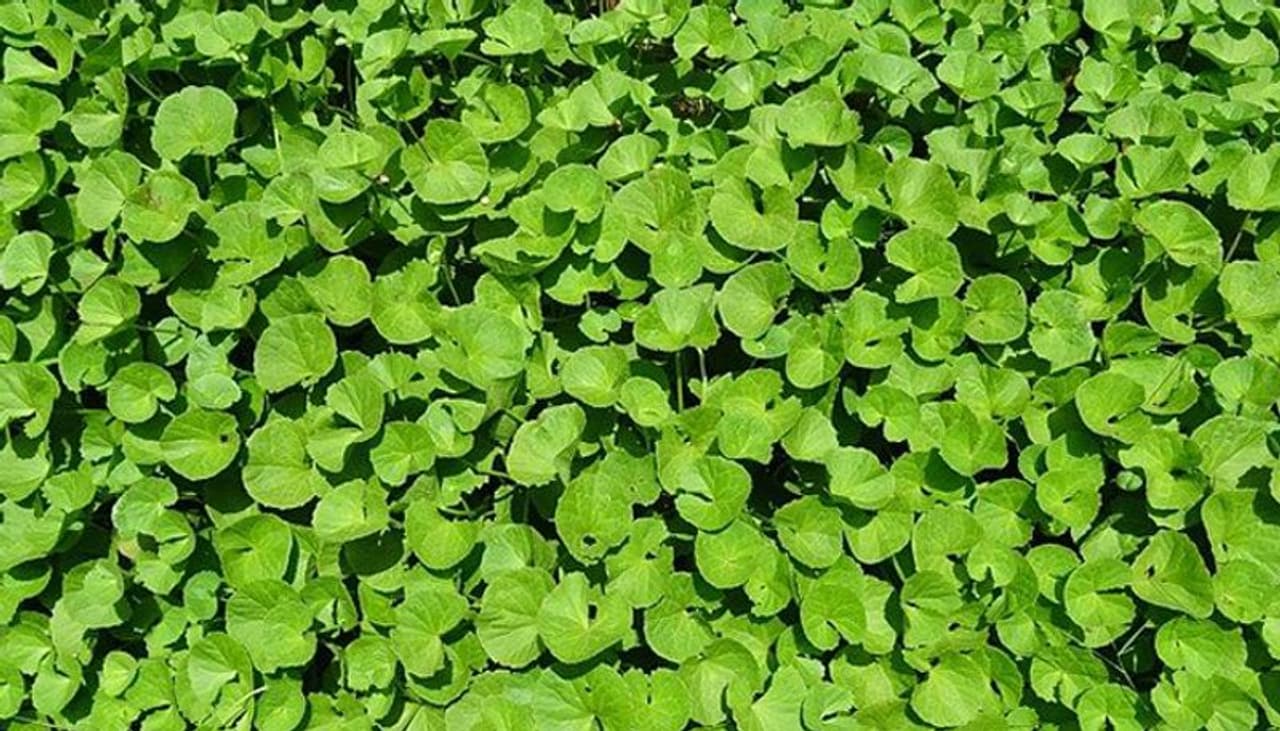 <p>ಬ್ರಾಹ್ಮಿಯನ್ನು ಹೂವು ಮತ್ತು ಎಲೆಗಳೊಂದಿಗೆ ಪ್ರಯೋಜನಕಾರಿ ಸಸ್ಯ ಎಂದು ಕರೆಯಲಾಗುತ್ತದೆ ಮತ್ತು ಆಯುರ್ವೇದದಲ್ಲಿ ಇದನ್ನು ಮೆದುಳಿನ ಶಕ್ತಿಯನ್ನು ಹೆಚ್ಚಿಸುವ ಗಿಡಮೂಲಿಕೆ ಎಂದು ಹೇಳಲಾಗಿದೆ. ಇದರಿಂದ ಏನೆಲ್ಲಾ ಪ್ರಯೋಜನಗಳಿವೆ ತಿಳಿಯೋಣ.. </p> <p>ಬ್ರಾಹ್ಮಿಯನ್ನು ಹೂವು ಮತ್ತು ಎಲೆಗಳೊಂದಿಗೆ ಪ್ರಯೋಜನಕಾರಿ ಸಸ್ಯ ಎಂದು ಕರೆಯಲಾಗುತ್ತದೆ ಮತ್ತು ಆಯುರ್ವೇದದಲ್ಲಿ ಇದನ್ನು ಮೆದುಳಿನ ಶಕ್ತಿಯನ್ನು ಹೆಚ್ಚಿಸುವ ಗಿಡಮೂಲಿಕೆ ಎಂದು ಹೇಳಲಾಗಿದೆ. ಇದರಿಂದ ಏನೆಲ್ಲಾ ಪ್ರಯೋಜನಗಳಿವೆ ತಿಳಿಯೋಣ.. </p>