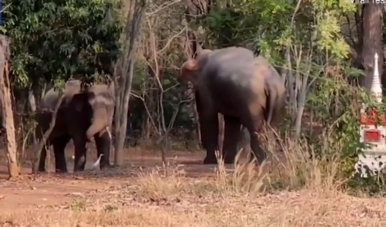 <p>ఆడవారి కోసం పురుణాల్లో యుద్ధాలు జరిగాయంటూ మనం పుస్తకాల్లో చదువుకున్నాం. ప్రస్తుతం సమాజంలోనూ ఓ స్త్రీ కోసం గొడవలు, కొట్లాటలు జరిగిన సందర్భాలు కూడా ఉన్నాయి. అయితే.. మనుషులకు ఏం మాత్రం మేము కూడా తీసిపోము అని నిరూపిస్తున్నాయి జంతువులు.<br /> </p> <p>ఆడవారి కోసం పురుణాల్లో యుద్ధాలు జరిగాయంటూ మనం పుస్తకాల్లో చదువుకున్నాం. ప్రస్తుతం సమాజంలోనూ ఓ స్త్రీ కోసం గొడవలు, కొట్లాటలు జరిగిన సందర్భాలు కూడా ఉన్నాయి. అయితే.. మనుషులకు ఏం మాత్రం మేము కూడా తీసిపోము అని నిరూపిస్తున్నాయి జంతువులు.<br /> </p>