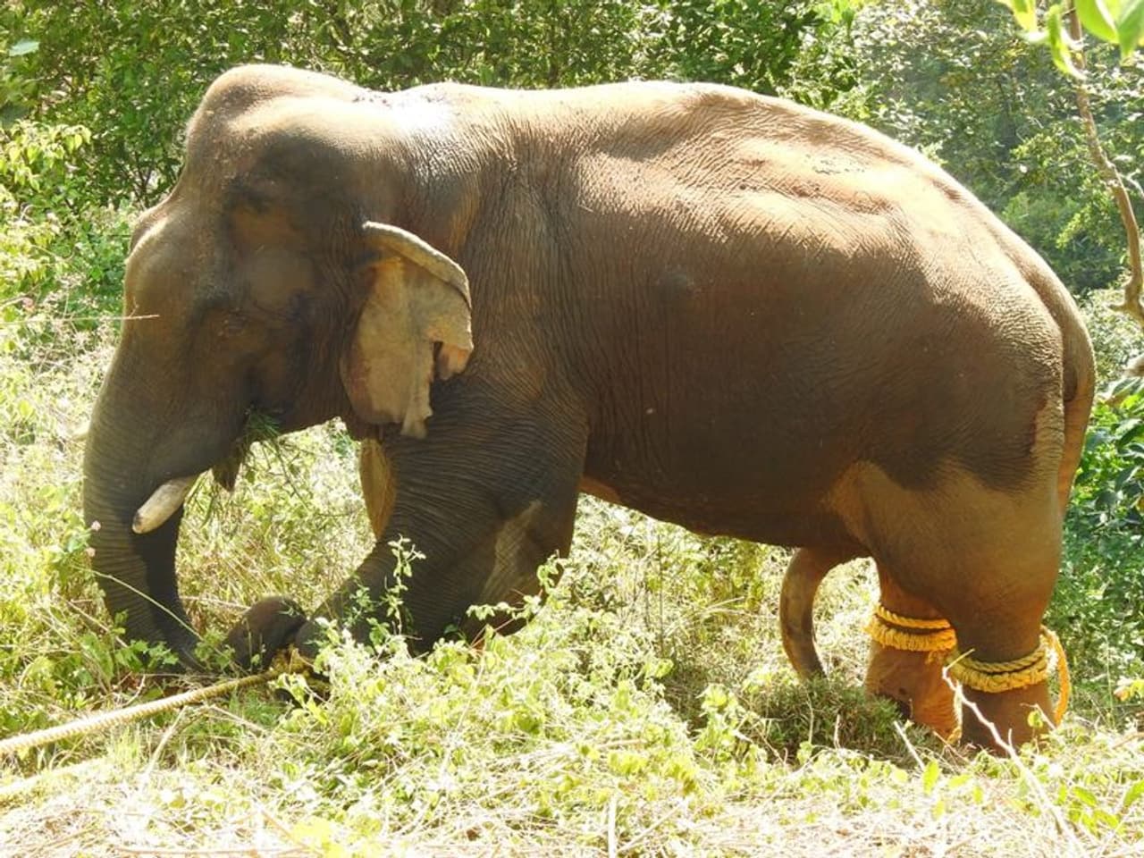 <p>അച്ഛനെയും മകനെയുമാണ് ആദ്യം വകവരുത്തിയത്. തുടര്ന്നുള്ള ദിവസം മറ്റൊരാളെ കൂടി കൊന്നതോടെ ആനയെ പിടികൂടണമെന്ന ആവശ്യവുമായി ജനം പ്രതിഷേധത്തിലായി. ഇതോടെ ആനയെ പിടികൂടാനുള്ള നീക്കത്തിലായിരുന്നു വനംഉദ്യോഗസ്ഥര്. ഇക്കാര്യം മനസ്സിലാക്കി കൊമ്പന് തമിഴ്നാടിന്റെ വനാതിര്ത്തി വിട്ട് കേരളത്തിലെത്തി. </p> <p>അച്ഛനെയും മകനെയുമാണ് ആദ്യം വകവരുത്തിയത്. തുടര്ന്നുള്ള ദിവസം മറ്റൊരാളെ കൂടി കൊന്നതോടെ ആനയെ പിടികൂടണമെന്ന ആവശ്യവുമായി ജനം പ്രതിഷേധത്തിലായി. ഇതോടെ ആനയെ പിടികൂടാനുള്ള നീക്കത്തിലായിരുന്നു വനംഉദ്യോഗസ്ഥര്. ഇക്കാര്യം മനസ്സിലാക്കി കൊമ്പന് തമിഴ്നാടിന്റെ വനാതിര്ത്തി വിട്ട് കേരളത്തിലെത്തി. </p>