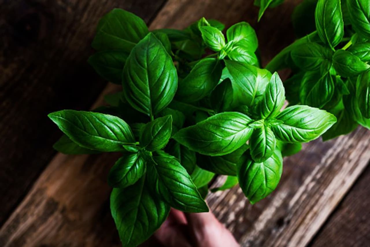<p>One of the oldest herbs known to mankind, basil's healing and healthful properties have been the most treasured knowledge across the world.</p> <p>One of the oldest herbs known to mankind, basil's healing and healthful properties have been the most treasured knowledge across the world.</p>