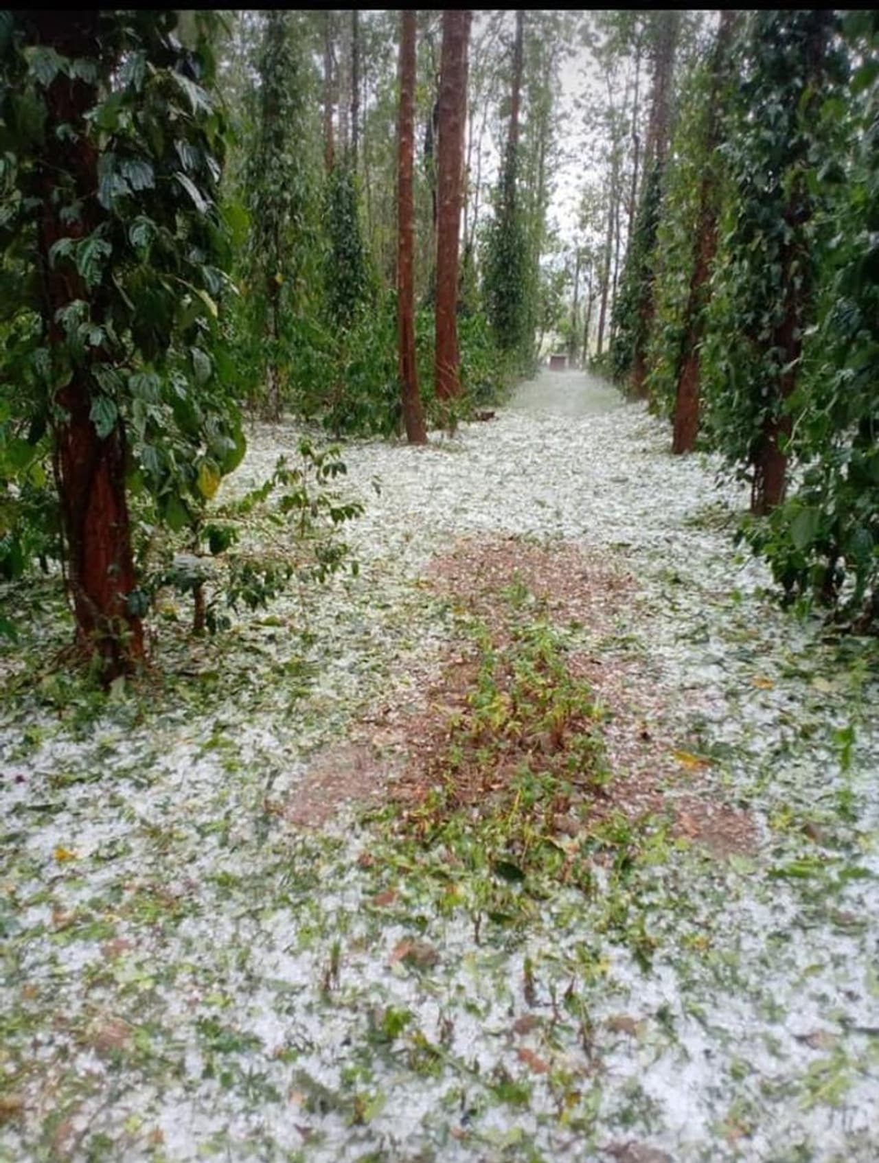 <p>ಕೊಡಗು ಜಿಲ್ಲೆಯ ವಿವಿಧೆಡೆ ಶುಕ್ರವಾರ ಮಧ್ಯಾಹ್ನ ಆಲಿಕಲ್ಲು ಸಹಿತ ಮಳೆಯಾಗಿದೆ. ಬಿರುಗಾಳಿಗೆ ಬೆಳೆಗಳು ನೆಲಕಚ್ಚಿವೆ.</p> <p>ಕೊಡಗು ಜಿಲ್ಲೆಯ ವಿವಿಧೆಡೆ ಶುಕ್ರವಾರ ಮಧ್ಯಾಹ್ನ ಆಲಿಕಲ್ಲು ಸಹಿತ ಮಳೆಯಾಗಿದೆ. ಬಿರುಗಾಳಿಗೆ ಬೆಳೆಗಳು ನೆಲಕಚ್ಚಿವೆ.</p>