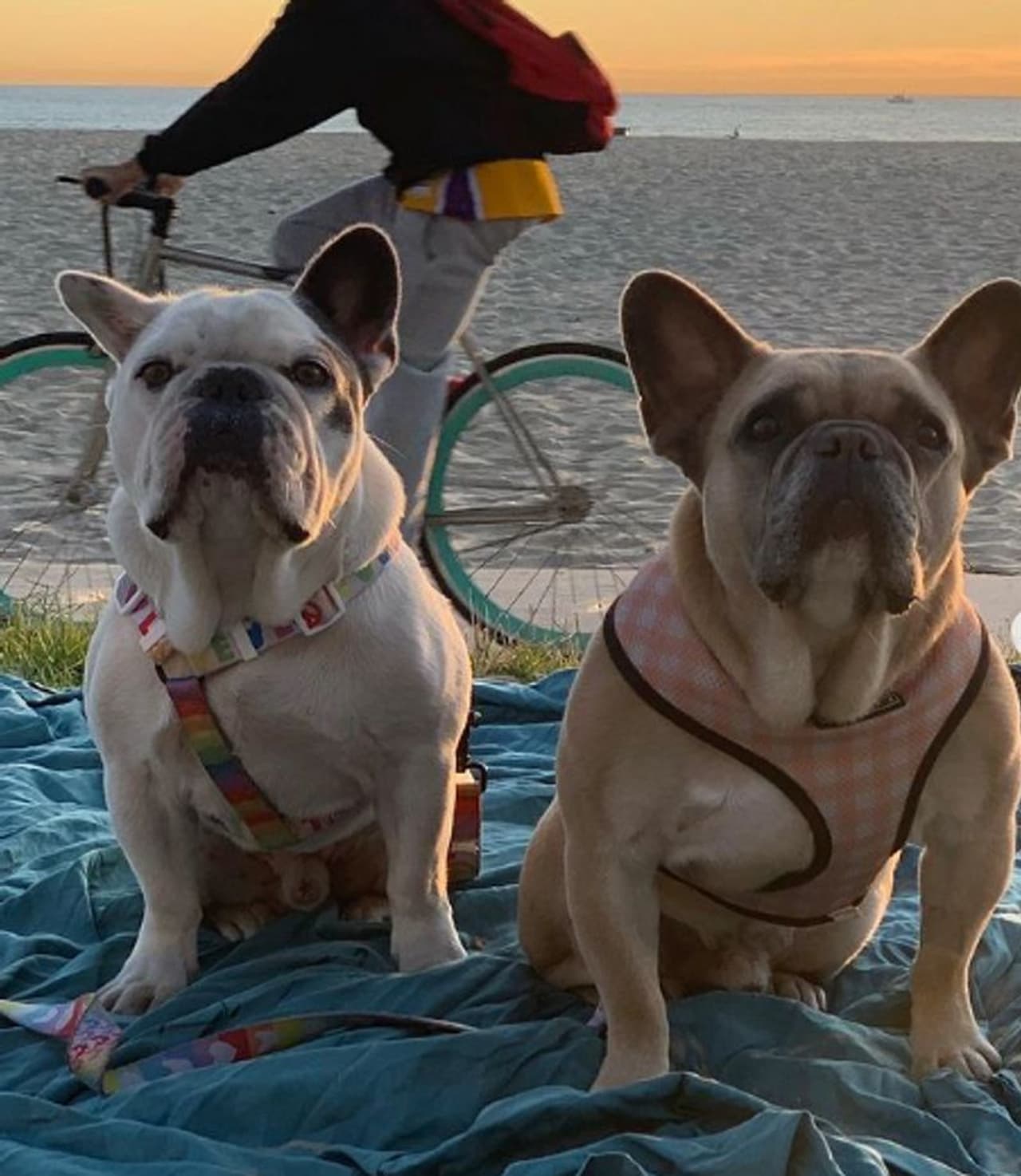 <p>ಫೆಬ್ರವರಿ 24 ರಂದು, ಜನಪ್ರಿಯ ಗಾಯಕಿ ಲೇಡಿ ಗಾಗಾ ಅವರ ಎರಡು ಫ್ರೆಂಚ್ ಬುಲ್ಡಾಗ್ಸ್ ಕೋಜಿ ಮತ್ತು ಗುಸ್ತಾವ್ ಕಳವಾಗಿತ್ತು.</p>