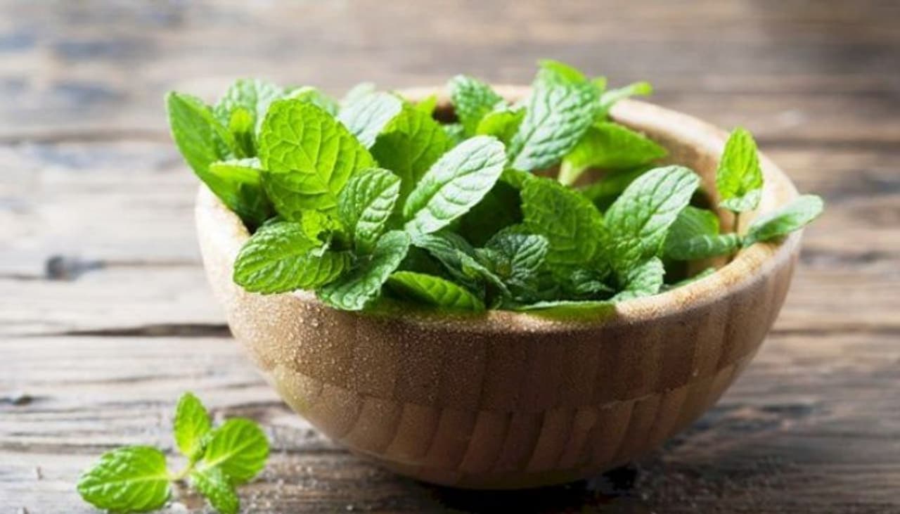 <p>mint leaves</p> <p>mint leaves</p>