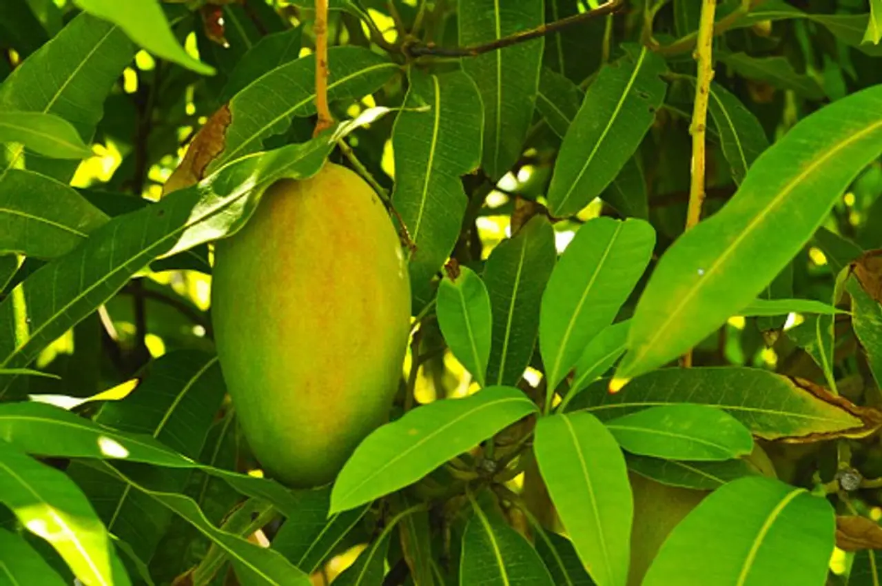Mango Leaves Health Benefits In Tamil
