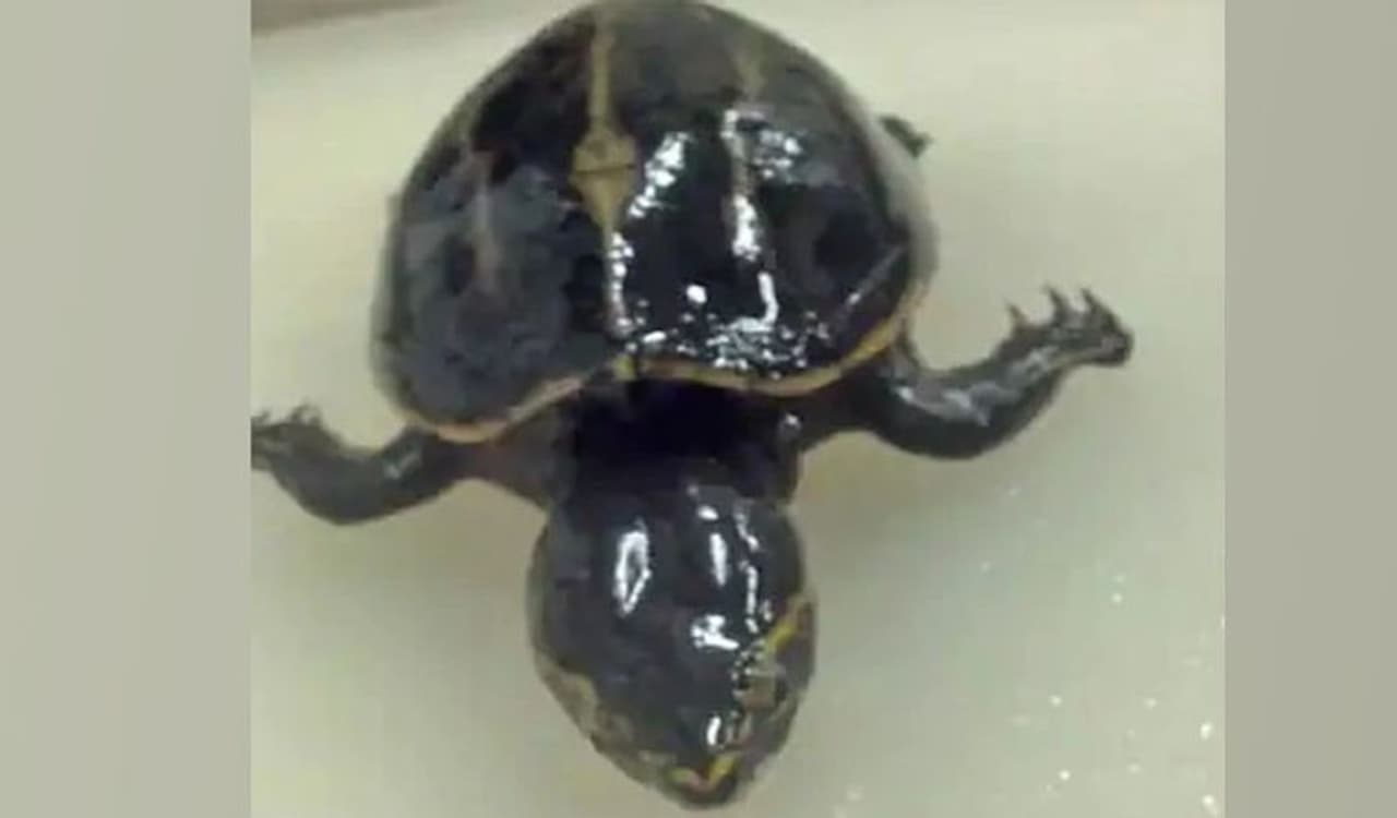 <p>ಈ ಘಟನೆ ಅಮೆರಿಕದ ಫ್ಲೋರಿಡಾದ ಬಯೋಲಾಜಿಸ್ಟ್ ಲ್ಯಾಬ್ನಲ್ಲಿ ನಡೆದಿದೆ. ಇಲ್ಲೊಂದು ಮೀನಿನ ಮೇಲೆ ಅಧ್ಯಯನ ವೇಳೆ ವಿಜ್ಞಾನಿಗಳಿಗೆ ಕಂಡು ಬಂದ ದೃಶ್ಯ ಭಾರೀ ಅಚ್ಚರಿಗೊಳಿಸಿದೆ.</p> <p>ಈ ಘಟನೆ ಅಮೆರಿಕದ ಫ್ಲೋರಿಡಾದ ಬಯೋಲಾಜಿಸ್ಟ್ ಲ್ಯಾಬ್ನಲ್ಲಿ ನಡೆದಿದೆ. ಇಲ್ಲೊಂದು ಮೀನಿನ ಮೇಲೆ ಅಧ್ಯಯನ ವೇಳೆ ವಿಜ್ಞಾನಿಗಳಿಗೆ ಕಂಡು ಬಂದ ದೃಶ್ಯ ಭಾರೀ ಅಚ್ಚರಿಗೊಳಿಸಿದೆ.</p>