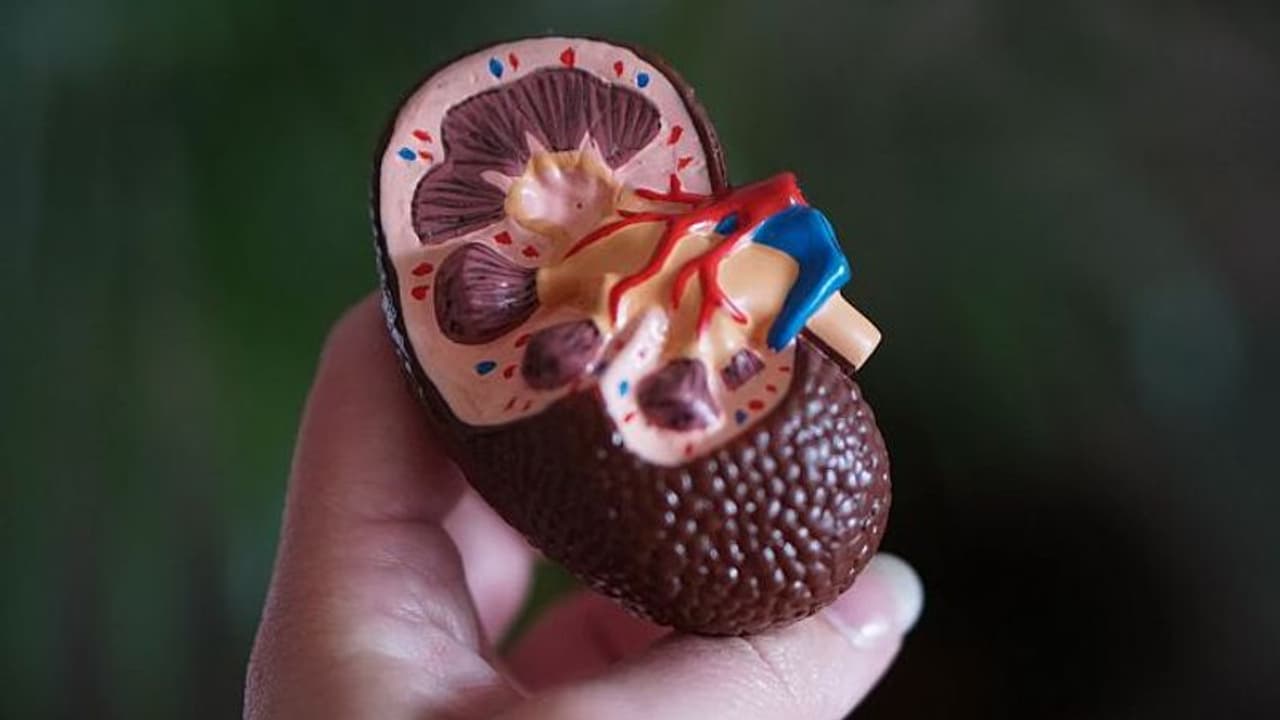 <p>Kidneys are one of the vital organs of the body and at least one functioning kidney is essential for our survival. Kidneys play an important role in removing toxins from our blood and maintaining pressure and the pH of the blood. <br /> </p><p>Several conditions can lead to complete loss of kidney functioning requiring dialysis or kidney transplant for survival. Kidney diseases are a public health problem globally. <br /> </p><p>As per a report published in 2017, chronic kidney disease was the 12th leading cause of deaths globally. As most kidney diseases worsen with time, taking care to keep our kidneys healthy and functioning right from birth is perhaps the best way to avoid kidney diseases. <br /> </p><p>It is important to take care of the kidneys right from a young age because poor habits at a young age may increase the risk of kidney diseases in adulthood, says <strong>Dr Rohan Augustine</strong>, Consultant – Nephrology, Transplant Physician at Manipal Hospitals in Old Airport Road, Bengaluru.</p> <p>Kidneys are one of the vital organs of the body and at least one functioning kidney is essential for our survival. Kidneys play an important role in removing toxins from our blood and maintaining pressure and the pH of the blood. <br /> </p><p>Several conditions can lead to complete loss of kidney functioning requiring dialysis or kidney transplant for survival. Kidney diseases are a public health problem globally. <br /> </p><p>As per a report published in 2017, chronic kidney disease was the 12th leading cause of deaths globally. As most kidney diseases worsen with time, taking care to keep our kidneys healthy and functioning right from birth is perhaps the best way to avoid kidney diseases. <br /> </p><p>It is important to take care of the kidneys right from a young age because poor habits at a young age may increase the risk of kidney diseases in adulthood, says <strong>Dr Rohan Augustine</strong>, Consultant – Nephrology, Transplant Physician at Manipal Hospitals in Old Airport Road, Bengaluru.</p>