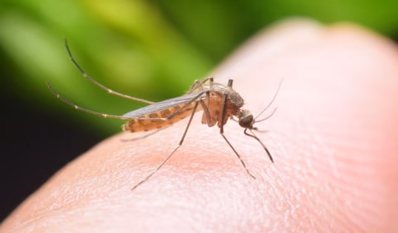 Rainy Season Mosquito Prevention Tips In Tamil Rainy Season Mosquito Prevention Tips In Tamil