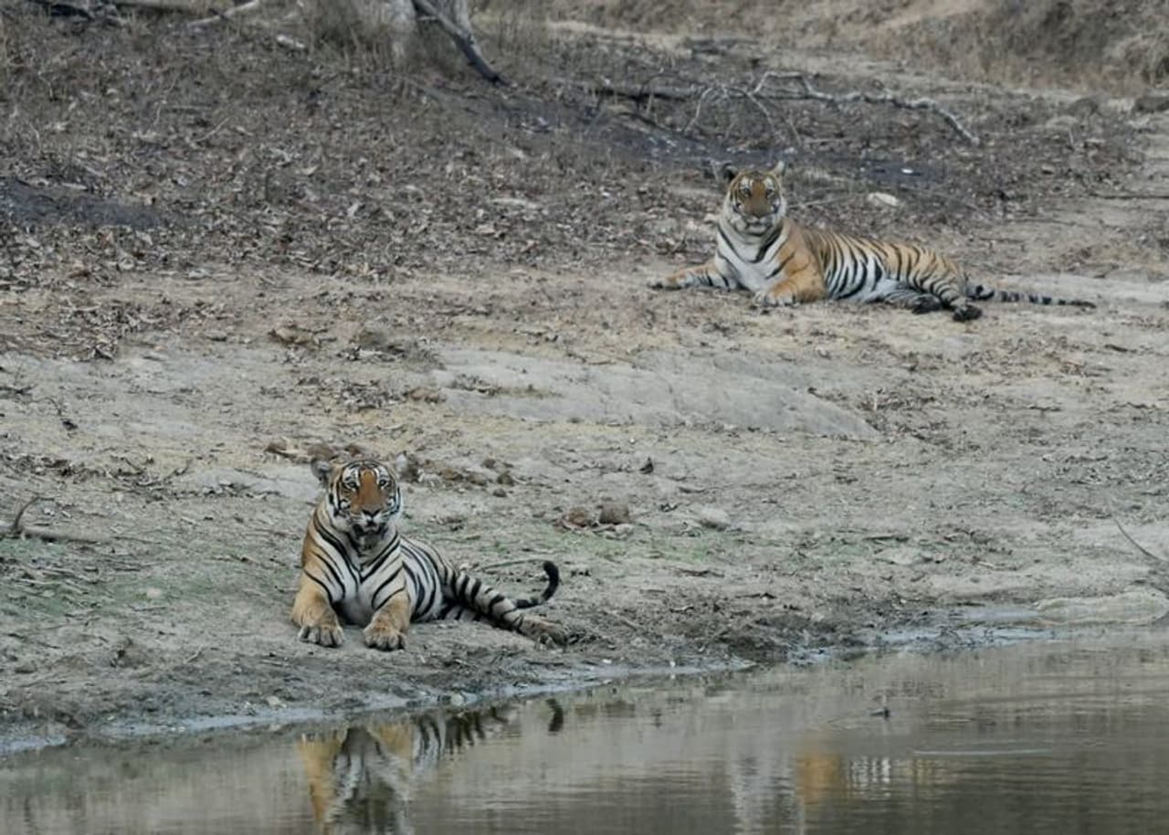 <p>ನಾಗರಹೊಳೆ ಅಭಯಾರಣ್ಯದಲ್ಲಿ ವನ್ಯಜೀವಿ ಪ್ರಿಯರಿಗೆ ಹಬ್ಬದ ವಾತಾವರಣ ಸೃಷ್ಟಿಯಾಗಿದೆ.</p> <p>ನಾಗರಹೊಳೆ ಅಭಯಾರಣ್ಯದಲ್ಲಿ ವನ್ಯಜೀವಿ ಪ್ರಿಯರಿಗೆ ಹಬ್ಬದ ವಾತಾವರಣ ಸೃಷ್ಟಿಯಾಗಿದೆ.</p>