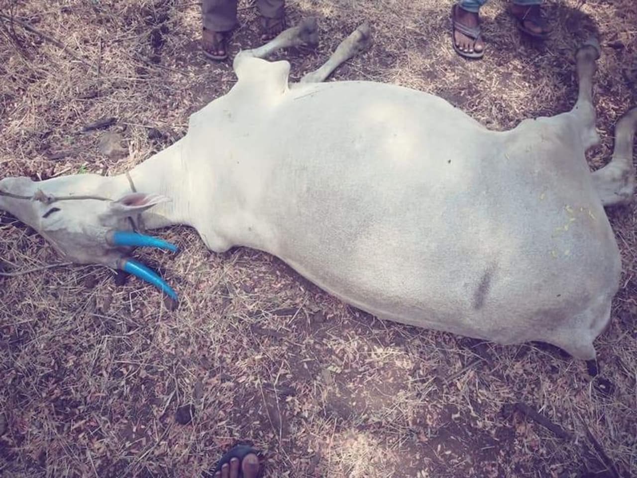 <p>ಚೆಕ್ ಡ್ಯಾಮ್ ನೀರಿಗೆ ದುಷ್ಕರ್ಮಿಗಳು ವಿಷ ಬೆರೆಸಿದ ಪರಿಣಾಮ ನೀರನ್ನು ಕುಡಿದ 1 ಜಿಂಕೆ ಮತ್ತು 4 ಹಸುಗಳು ಸಾವನ್ನಪ್ಪಿವೆ.</p> <p>ಚೆಕ್ ಡ್ಯಾಮ್ ನೀರಿಗೆ ದುಷ್ಕರ್ಮಿಗಳು ವಿಷ ಬೆರೆಸಿದ ಪರಿಣಾಮ ನೀರನ್ನು ಕುಡಿದ 1 ಜಿಂಕೆ ಮತ್ತು 4 ಹಸುಗಳು ಸಾವನ್ನಪ್ಪಿವೆ.</p>