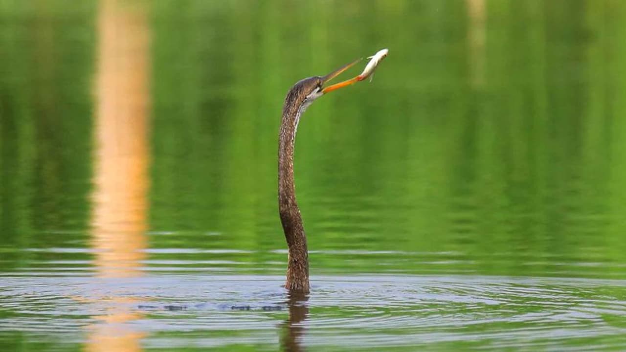 <p>ഈ ഭക്ഷ്യശ്യംഖലയിലെ രണ്ട് ജീവികളാണ് പക്ഷിയും മത്സ്യവും. കേരളത്തിന്‍റെ ഭൂമിശാസ്ത്ര പ്രത്യേകതയനുസരിച്ച് നാല്‍പത്തിനാലോളം&nbsp;നദികളും ആയിരത്തിലേറെ കുളങ്ങളും കേരളത്തിലുണ്ട്.&nbsp;</p>