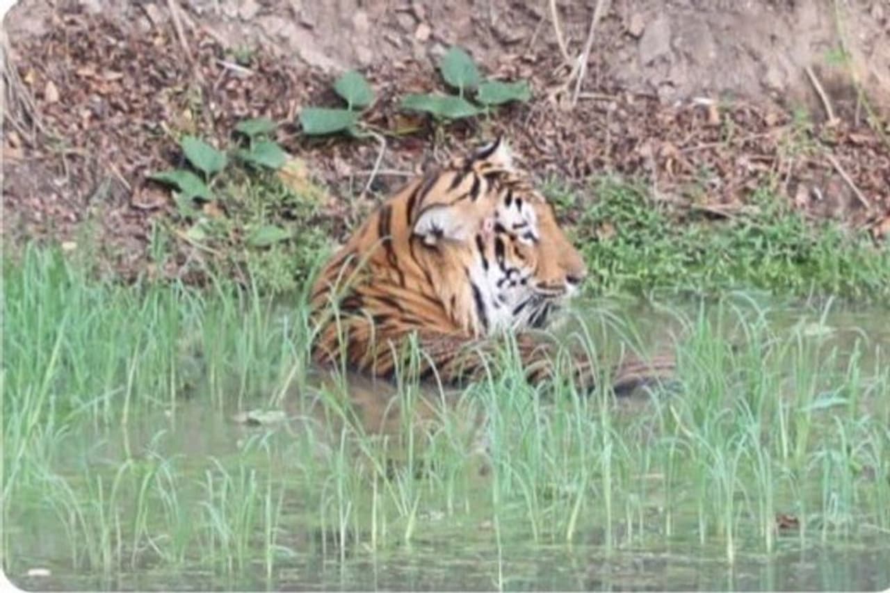 <p>ಬಂಡೀಪುರ ವಲಯ ಕಳ್ಳಬೇಟೆ ತಡೆ ಶಿಬಿರಕ್ಕೆ ತೆರಳುವಾಗ ಮಾರ್ಗ ಮಧ್ಯೆ ಕುರಬನಕಟ್ಟೆಯ ನೀರಿನಲ್ಲಿ ಕುಳಿತಿದ್ದ ಹುಲಿ ದರ್ಶನ ನೀಡಿದೆ ಹಾಗೂ ಗಾರೆಪಾಲದ ಬಳಿ ಮತ್ತೊಂದು ಹುಲಿ ಕಂಡಿದೆ. ಆ ಬಳಿಕ ಆನೆಗಳ ಹಿಂಡು ಕೂಡ ಲಿಂಬಾವಳಿ ಅವರ ಕಣ್ಣಿಗೆ ಬಿದ್ದಿದೆ.</p> <p>ಬಂಡೀಪುರ ವಲಯ ಕಳ್ಳಬೇಟೆ ತಡೆ ಶಿಬಿರಕ್ಕೆ ತೆರಳುವಾಗ ಮಾರ್ಗ ಮಧ್ಯೆ ಕುರಬನಕಟ್ಟೆಯ ನೀರಿನಲ್ಲಿ ಕುಳಿತಿದ್ದ ಹುಲಿ ದರ್ಶನ ನೀಡಿದೆ ಹಾಗೂ ಗಾರೆಪಾಲದ ಬಳಿ ಮತ್ತೊಂದು ಹುಲಿ ಕಂಡಿದೆ. ಆ ಬಳಿಕ ಆನೆಗಳ ಹಿಂಡು ಕೂಡ ಲಿಂಬಾವಳಿ ಅವರ ಕಣ್ಣಿಗೆ ಬಿದ್ದಿದೆ.</p>