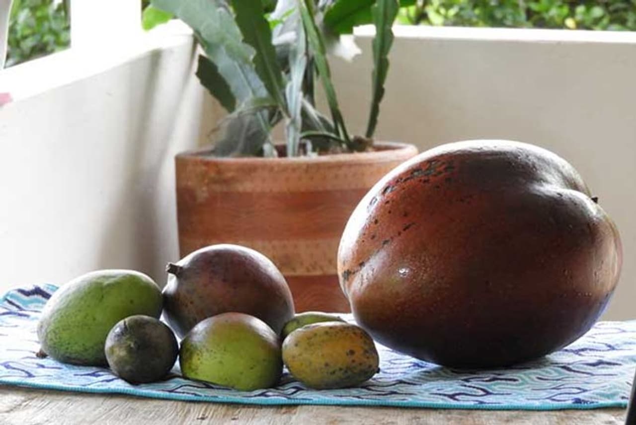 <p>ఆ మామిడి కాయను చూస్తే ఆశ్చర్యంతో నోరెళ్ల బెట్టాల్సిందే.. పెద్ద గుమ్మడికాయంత సైజులో నిజంగానే పళ్లలో రారాజుగా వెలిగిపోతోంది. అందుకే గిన్నిస్ వరల్డ్ రికార్డులో చోటు దక్కించుకుంది. ప్రపంచంలోనే తనకంటే గొప్పది లేదని చాటుకుంది. </p><p>కొలంబియాలోని ఓ రైతు దంపతుల తోటలో పండిన మామిడిపండు ఫుట్బాల్ అంత సైజు ఉంది. మొదట అది ఇంత పెద్దగా పెరుగుతుందని వారు అనుకోలేదట. రోజురోజుకు పెరుగుతూ ఉంటే ఎంత పెరుగుతుందో చూద్దామని అలాగే వదిలేశారట. </p> <p>ఆ మామిడి కాయను చూస్తే ఆశ్చర్యంతో నోరెళ్ల బెట్టాల్సిందే.. పెద్ద గుమ్మడికాయంత సైజులో నిజంగానే పళ్లలో రారాజుగా వెలిగిపోతోంది. అందుకే గిన్నిస్ వరల్డ్ రికార్డులో చోటు దక్కించుకుంది. ప్రపంచంలోనే తనకంటే గొప్పది లేదని చాటుకుంది. </p><p>కొలంబియాలోని ఓ రైతు దంపతుల తోటలో పండిన మామిడిపండు ఫుట్బాల్ అంత సైజు ఉంది. మొదట అది ఇంత పెద్దగా పెరుగుతుందని వారు అనుకోలేదట. రోజురోజుకు పెరుగుతూ ఉంటే ఎంత పెరుగుతుందో చూద్దామని అలాగే వదిలేశారట. </p>