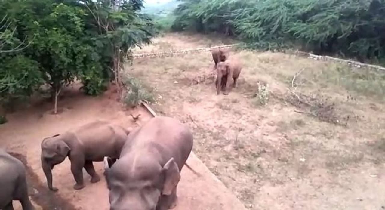 <p>பெரியநாயக்கன்பாளையம், பாலமலை, உள்ளிட்ட பகுதிகளில் ஏராளமான காட்டு யானைகள் உள்ளன.</p> <p>பெரியநாயக்கன்பாளையம், பாலமலை, உள்ளிட்ட பகுதிகளில் ஏராளமான காட்டு யானைகள் உள்ளன.</p>