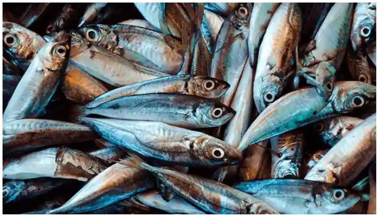 <p>మౌరాలా ఫిష్ పకోరా అనేది సాంప్రదాయ బెంగాలీ వంటకం. ఇది మౌరాలా అనే చేపలతో తయారు చేస్తారు. భారత్, బంగ్లాదేశ్లలో కనిపించే ఒకరకంచిన్న మంచినీటి చేపలనే మౌరాలా చేపలు అంటారు. </p> <p>మౌరాలా ఫిష్ పకోరా అనేది సాంప్రదాయ బెంగాలీ వంటకం. ఇది మౌరాలా అనే చేపలతో తయారు చేస్తారు. భారత్, బంగ్లాదేశ్లలో కనిపించే ఒకరకంచిన్న మంచినీటి చేపలనే మౌరాలా చేపలు అంటారు. </p>