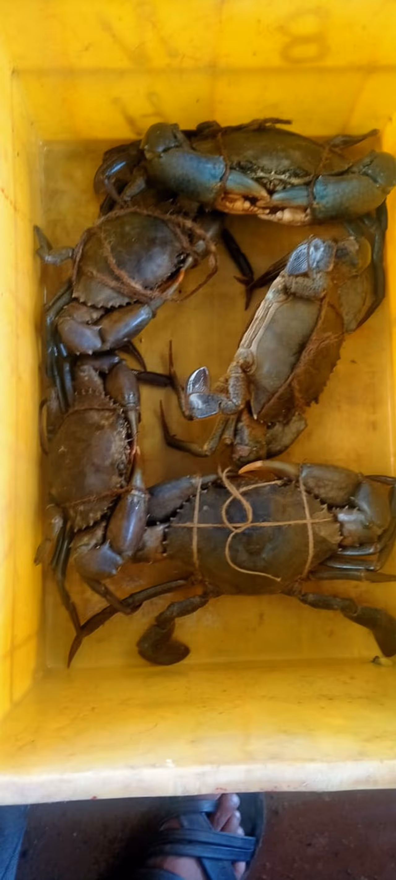 <p>ಉತ್ತರ ಕನ್ನಡ ಜಿಲ್ಲೆಯ ಅಂಕೋಲಾದ ಮಾದನಗೇರಿ, ಬೇಲೆಕೇರಿ, ತದಡಿ, ಹೊಸ್ಕಟಾ, ಅಘನಾಶಿನಿ, ಬಾಡಾ, ಕಾಗಾಲ, ಕುಮಟಾ, ಹೊನ್ನಾವರ ಭಾಗಗಳ ಸಮುದ್ರ ಸಂಗಮ ಹಾಗೂ ಪಾರ್ಮಗಳಲ್ಲಿ ಬೆಳೆಸಿದ ಏಡಿಯು ಮಂಗಳೂರು ಹಾಗೂ ಚೈನೈ ಮೂಲಕ ಸಿಂಗಾಪುರ, ಥೈಲ್ಯಾಂಡ್ ಹಾಗೂ ಮಲೇಶಿಯಾಕ್ಕೆ ವಿಮಾನದಲ್ಲಿ ರಪ್ತು ಮಾಡಲಾಗುತ್ತದೆ.&nbsp;</p>