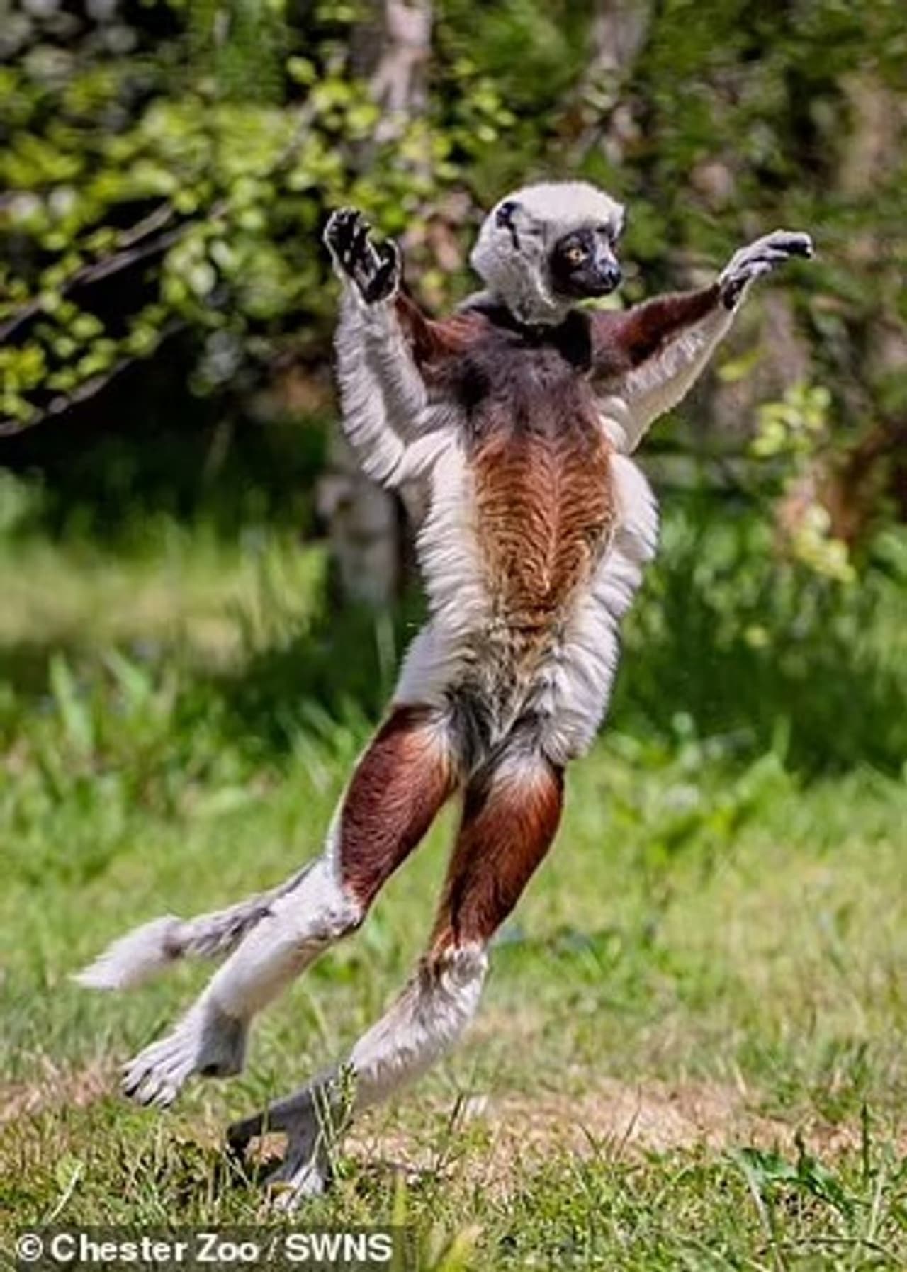 <p>യൂറോപ്യൻ ബ്രീഡിംഗ് പദ്ധതിയുടെ ഭാഗമായി മറ്റ് മൂന്ന് ജോഡികൾ ലെമറുകളെ കൂടി സമീപഭാവിയിൽ ജർമ്മനിയിലെ രണ്ട് മൃഗശാലകളിലേക്ക് കൊണ്ട് പോകും. വംശനാശഭീഷണി നേരിടുന്ന മൃഗങ്ങളെ സംരക്ഷിക്കുന്ന പദ്ധതിയാണ് യൂറോപ്യൻ ബ്രീഡിംഗ് പ്രോഗ്രാം. </p> <p>യൂറോപ്യൻ ബ്രീഡിംഗ് പദ്ധതിയുടെ ഭാഗമായി മറ്റ് മൂന്ന് ജോഡികൾ ലെമറുകളെ കൂടി സമീപഭാവിയിൽ ജർമ്മനിയിലെ രണ്ട് മൃഗശാലകളിലേക്ക് കൊണ്ട് പോകും. വംശനാശഭീഷണി നേരിടുന്ന മൃഗങ്ങളെ സംരക്ഷിക്കുന്ന പദ്ധതിയാണ് യൂറോപ്യൻ ബ്രീഡിംഗ് പ്രോഗ്രാം. </p>