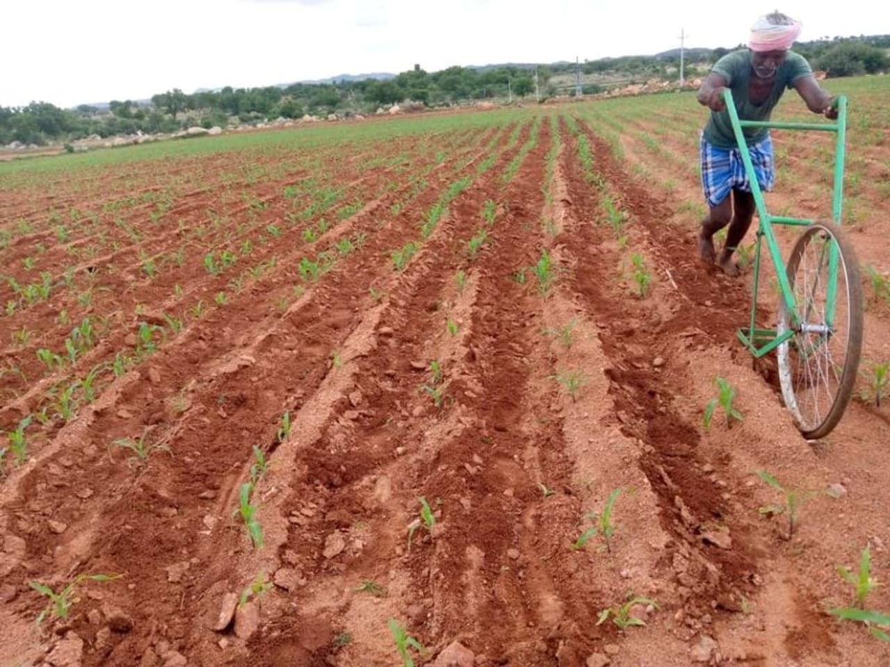 <p>ಇದು, ಜಿಲ್ಲೆಯ ಕನಕಗಿರಿ ತಾಲೂಕಿನ ಕಳ್ಳಿರಾಂಪುರ ಗ್ರಾಮದ ಬಳಿ ಹೊಲವೊಂದರಲ್ಲಿ ಕಂಡು ಬಂದ ದೃಶ್ಯ. ಹೀಗೆ ಎತ್ತಿನಂತೆ ದುಡಿಯುತ್ತಿದ್ದ ರೈತನ ಹೆಸರು ವೆಂಕೋಬಪ್ಪ ರಾಮಣ್ಣ ಈಳಗೇರಿ.</p> <p>ಇದು, ಜಿಲ್ಲೆಯ ಕನಕಗಿರಿ ತಾಲೂಕಿನ ಕಳ್ಳಿರಾಂಪುರ ಗ್ರಾಮದ ಬಳಿ ಹೊಲವೊಂದರಲ್ಲಿ ಕಂಡು ಬಂದ ದೃಶ್ಯ. ಹೀಗೆ ಎತ್ತಿನಂತೆ ದುಡಿಯುತ್ತಿದ್ದ ರೈತನ ಹೆಸರು ವೆಂಕೋಬಪ್ಪ ರಾಮಣ್ಣ ಈಳಗೇರಿ.</p>