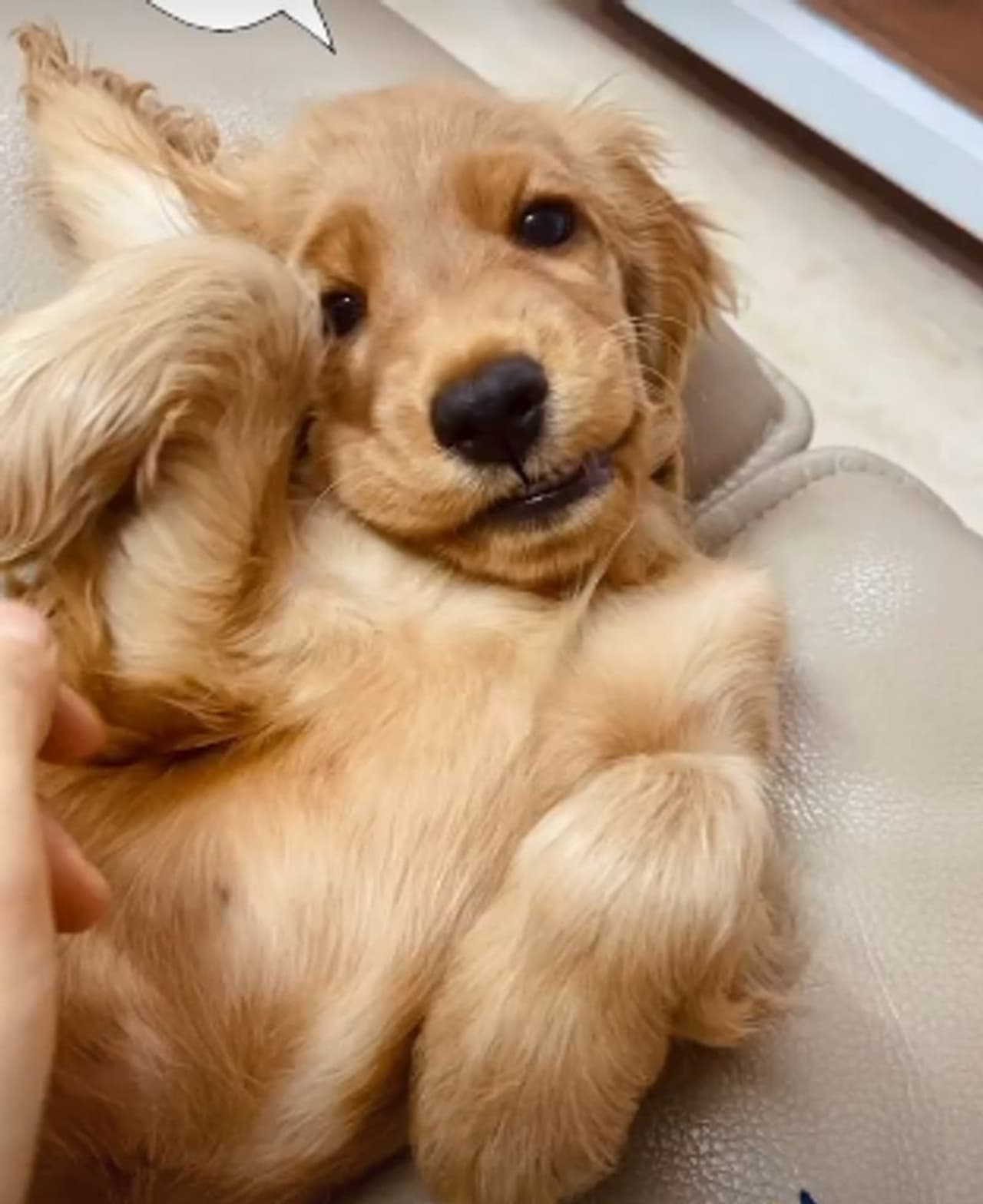 <p>ನಟಿ ರಶ್ಮಿಕಾ ಮಂದಣ್ಣ ಮನೆಗೆ ಹೊಸ ಅತಿಥಿಯ ಆಗಮನವಾಗಿದೆ.</p>