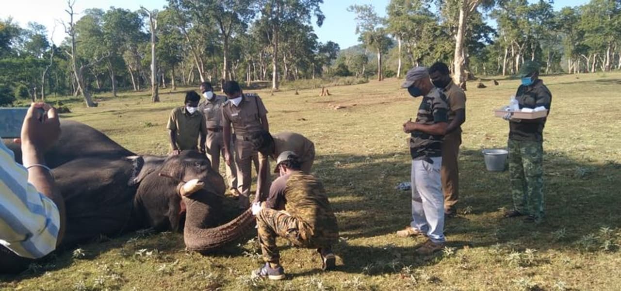 <p>ചെന്നൈ മൃഗശാലയില് ഒമ്പത് സിംഹങ്ങൾ കോറോണാ രോഗാണുബാധ സ്ഥിരീകരിച്ചതിനെ തുടര്ന്നാണ് മുതുമലയിലെ ആനകളില് പരിശോധന നടത്താന് നടപടിയായത്. </p> <p>ചെന്നൈ മൃഗശാലയില് ഒമ്പത് സിംഹങ്ങൾ കോറോണാ രോഗാണുബാധ സ്ഥിരീകരിച്ചതിനെ തുടര്ന്നാണ് മുതുമലയിലെ ആനകളില് പരിശോധന നടത്താന് നടപടിയായത്. </p>