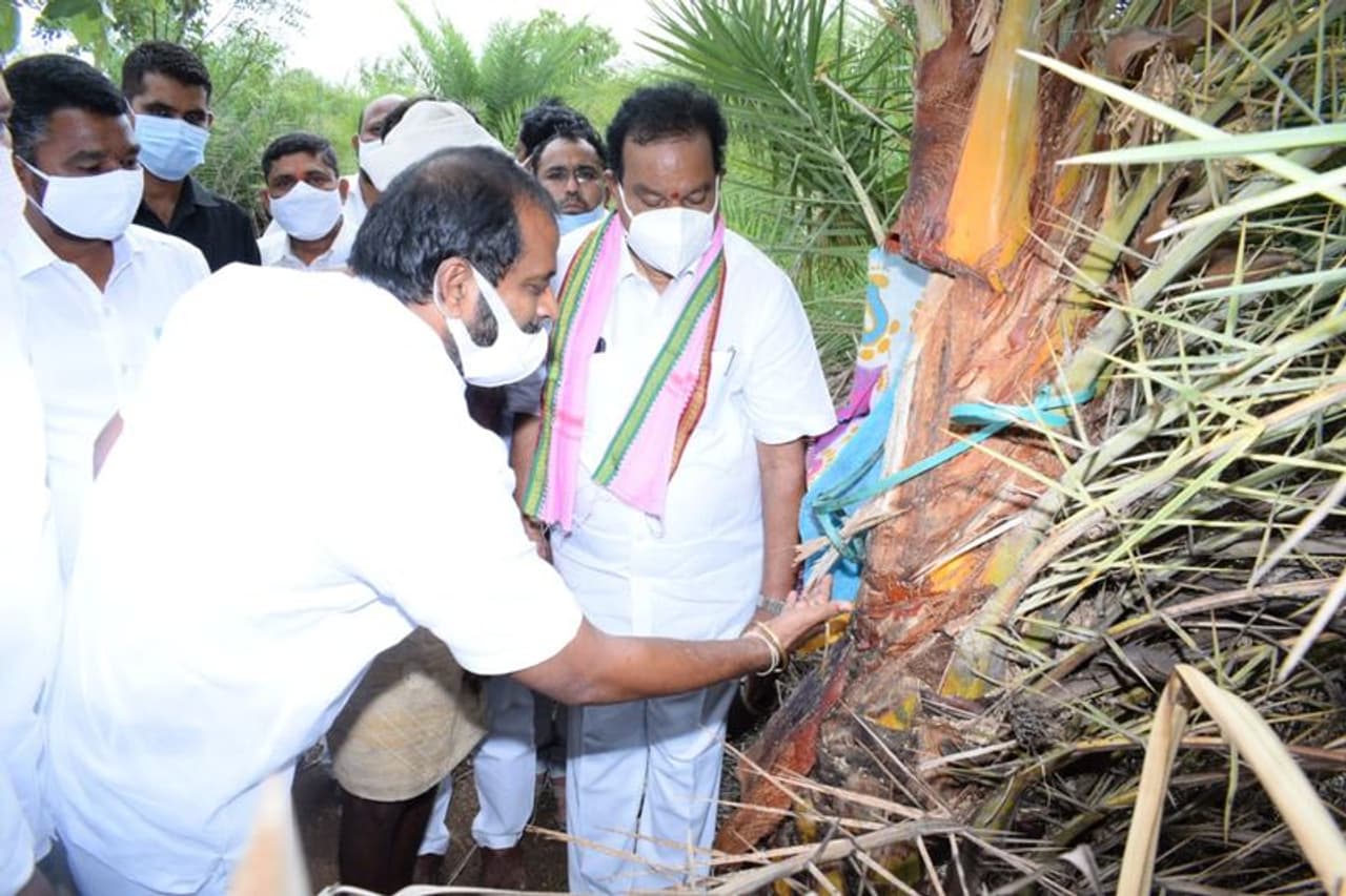 జగిత్యాల: తెలంగాణ ఆబ్కారీ శాఖ మంత్రి శ్రీనివాస్ గౌడ్ గీత కార్మికుడిగా మారారు. గురువారం జగిత్యాల జిల్లా మెట్ పల్లి మండలం వెంపేట్ గ్రామంలో పర్యటించిన మంత్రి ఈత, తాటి వనాలలో పని చేస్తున్న గీత కార్మికులను కలిసి వారి బాగోగులను అడిగి తెలుసుకున్నారు. ఈ క్రమంలోనే మంత్రి స్వయంగా ఈత చెట్టుకు నీరాను గీసి తాగారు. ఇలా గీత కార్మికులను మంత్రి శ్రీనివాస్ గౌడ్ ప్రోత్సహించారు. జగిత్యాల: తెలంగాణ ఆబ్కారీ శాఖ మంత్రి శ్రీనివాస్ గౌడ్ గీత కార్మికుడిగా మారారు. గురువారం జగిత్యాల జిల్లా మెట్ పల్లి మండలం వెంపేట్ గ్రామంలో పర్యటించిన మంత్రి ఈత, తాటి వనాలలో పని చేస్తున్న గీత కార్మికులను కలిసి వారి బాగోగులను అడిగి తెలుసుకున్నారు. ఈ క్రమంలోనే మంత్రి స్వయంగా ఈత చెట్టుకు నీరాను గీసి తాగారు. ఇలా గీత కార్మికులను మంత్రి శ్రీనివాస్ గౌడ్ ప్రోత్సహించారు.