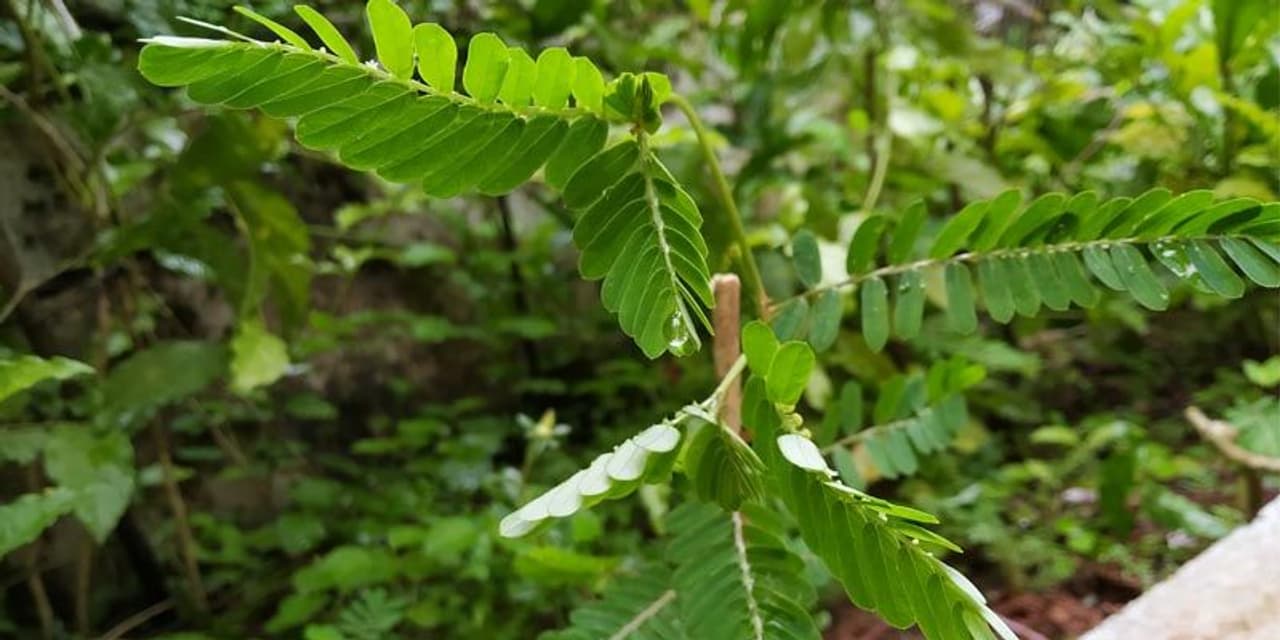 <p>ಮೊದಲೆಲ್ಲಾ ಜ್ವರ, ಶೀತ, ನೆಗಡಿಯಂತಹ ಲಕ್ಷಣಗಳು ಕಂಡು ಬಂದರೆ ನೆಲನೆಲ್ಲಿ ತಂಬುಳಿ ಅಥವಾ ಕಷಾಯವನ್ನು ಮಾಡಿ ಸೇವಿಸುತ್ತಿದ್ದರು. ದಿನನಿತ್ಯ ಒಂದು ಲೋಟ ಕಷಾಯ ಸೇವಿಸಿದರೆ ಜ್ವರ, ನೆಗಡಿ ತಲೆನೋವು ಎರಡೇ ದಿನಕ್ಕೆ ಮಾಯವಾಗಿ ಬಿಡುತ್ತದೆ. ಹೀಗಾಗಿ ನೆಲನೆಲ್ಲಿಗೆ ವಿಶೇಷ ಪ್ರಾಮುಖ್ಯತೆ ಅಂದಿನಿಂದಲೂ ಇದೆ.<br />&nbsp;</p>