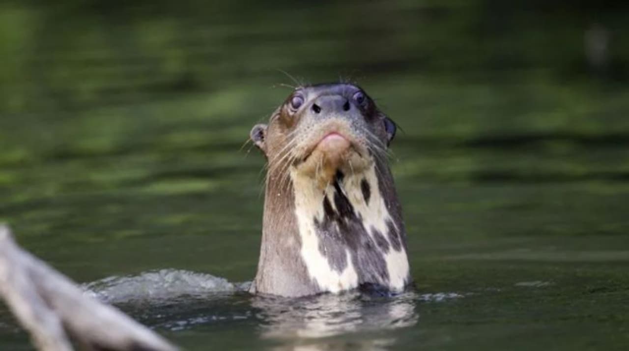 <p>32 മത് ഗോൾഡ്മാൻ പരിസ്ഥിതി സമ്മാനം ആറ് പേര്ക്കാണ് ലഭിച്ചത്. അമേരിക്കയിൽ നിന്നുള്ള ഷാരോൺ ലവിഗ്നെ, മലാവിയിൽ നിന്നുള്ള ഗ്ലോറിയ മജിഗ കാമോട്ടോ, വിയറ്റ്നാമിൽ നിന്നുള്ള തായ്വാൻ ഗുയിൻ, ബോസ്നിയയിൽ നിന്നും മൈദ ബിലാൽ, ഹെർസഗോവിന, ജപ്പാനിൽ നിന്നുള്ള കിമിക്കോ ഹിരാത, പെറുവിൽ നിന്നുള്ള ലിസ് ചിക്കാജെ ചുരേ എന്നിവരാണ് 2021 സമ്മാന ജേതാക്കൾ.</p> <p>32 മത് ഗോൾഡ്മാൻ പരിസ്ഥിതി സമ്മാനം ആറ് പേര്ക്കാണ് ലഭിച്ചത്. അമേരിക്കയിൽ നിന്നുള്ള ഷാരോൺ ലവിഗ്നെ, മലാവിയിൽ നിന്നുള്ള ഗ്ലോറിയ മജിഗ കാമോട്ടോ, വിയറ്റ്നാമിൽ നിന്നുള്ള തായ്വാൻ ഗുയിൻ, ബോസ്നിയയിൽ നിന്നും മൈദ ബിലാൽ, ഹെർസഗോവിന, ജപ്പാനിൽ നിന്നുള്ള കിമിക്കോ ഹിരാത, പെറുവിൽ നിന്നുള്ള ലിസ് ചിക്കാജെ ചുരേ എന്നിവരാണ് 2021 സമ്മാന ജേതാക്കൾ.</p>