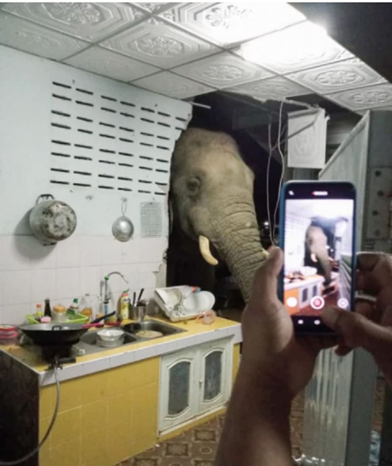 <p>ഞായറാഴ്ച പുലർച്ചെ രണ്ട് മണിയോടെ തെക്കൻ തായ്ലൻഡിലെ ഹുവ ഹിനിലുള്ള വീട്ടിലായിരുന്നു സംഭവം. രാത്രിയില് വിശന്ന് വലഞ്ഞ ആന, വീടിന്റെ ചുമരിടിച്ച് തകര്ത്ത ശേഷം അടുക്കളയില് നിന്ന് ഒരു ചാക്ക് അരിയെടുത്ത് കഴിച്ച് മടങ്ങുകയായിരുന്നു. </p> <p>ഞായറാഴ്ച പുലർച്ചെ രണ്ട് മണിയോടെ തെക്കൻ തായ്ലൻഡിലെ ഹുവ ഹിനിലുള്ള വീട്ടിലായിരുന്നു സംഭവം. രാത്രിയില് വിശന്ന് വലഞ്ഞ ആന, വീടിന്റെ ചുമരിടിച്ച് തകര്ത്ത ശേഷം അടുക്കളയില് നിന്ന് ഒരു ചാക്ക് അരിയെടുത്ത് കഴിച്ച് മടങ്ങുകയായിരുന്നു. </p>