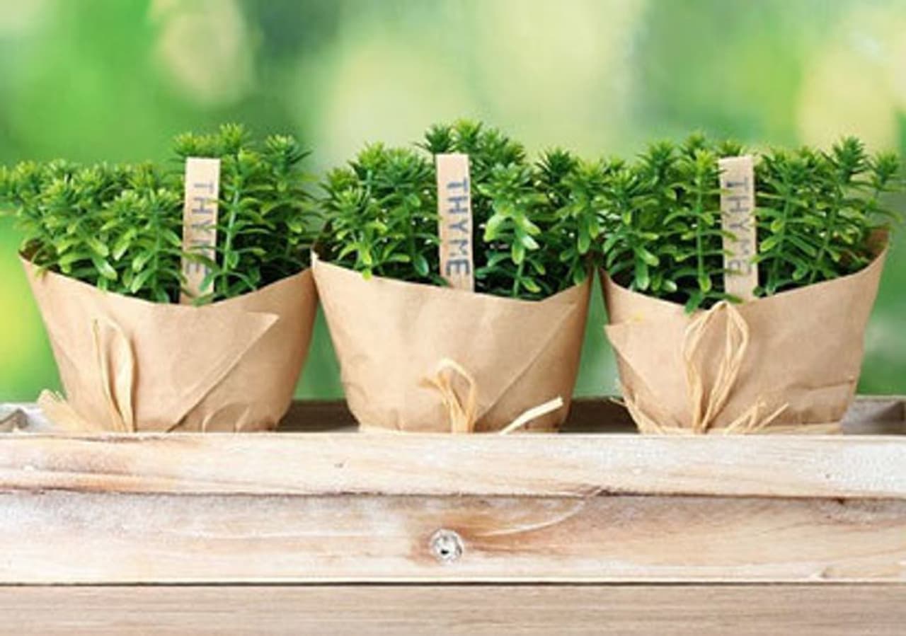 Thyme for the win! Thyme for the win!