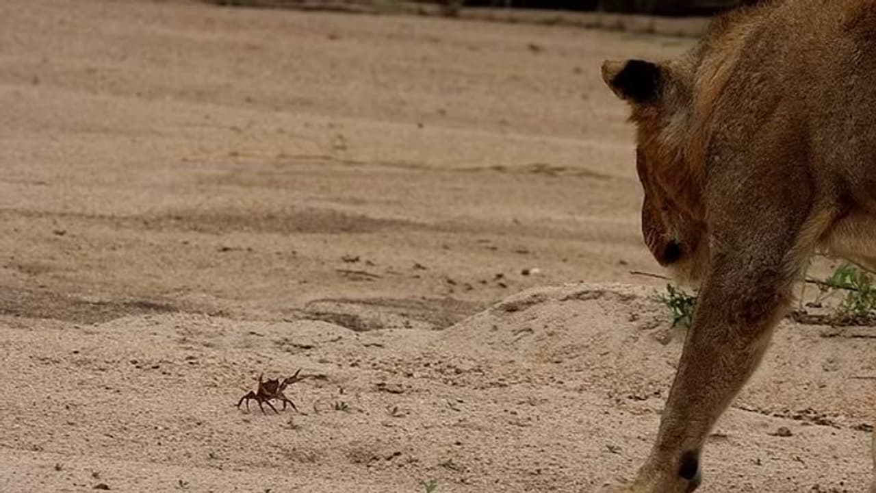 <p>സിംഹങ്ങളെ കണ്ടെത്താമെന്ന പ്രതീക്ഷയോടെ ഞങ്ങൾ സൂര്യോദയ സമയത്ത് ക്യാമ്പിൽ നിന്ന് പുറപ്പെട്ടു, നദീതീരത്ത് നിന്ന് ചില ചിത്രങ്ങളെടുക്കാനായിരുന്നു ഞങ്ങളുടെ ഉദ്ദേശം എന്നാല് ലഭിച്ചതാകട്ടെ സിംഹത്തെ നേരിടുന്ന ഞണ്ടിനെ ആയിരുന്നുവെന്ന് റഗ്ഗിറോ ബാരെറ്റോ പറയുന്നു. </p> <p>സിംഹങ്ങളെ കണ്ടെത്താമെന്ന പ്രതീക്ഷയോടെ ഞങ്ങൾ സൂര്യോദയ സമയത്ത് ക്യാമ്പിൽ നിന്ന് പുറപ്പെട്ടു, നദീതീരത്ത് നിന്ന് ചില ചിത്രങ്ങളെടുക്കാനായിരുന്നു ഞങ്ങളുടെ ഉദ്ദേശം എന്നാല് ലഭിച്ചതാകട്ടെ സിംഹത്തെ നേരിടുന്ന ഞണ്ടിനെ ആയിരുന്നുവെന്ന് റഗ്ഗിറോ ബാരെറ്റോ പറയുന്നു. </p>