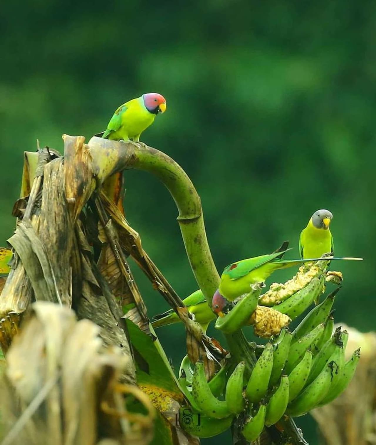 <p>വാഴപ്പഴവും അടക്കയും നെല്ലും എന്ന് വേണ്ട, ഏതാണ്ടെല്ലാ ഫലവൃക്ഷങ്ങളിലും തത്തളെത്തും.</p> <p>വാഴപ്പഴവും അടക്കയും നെല്ലും എന്ന് വേണ്ട, ഏതാണ്ടെല്ലാ ഫലവൃക്ഷങ്ങളിലും തത്തളെത്തും.</p>