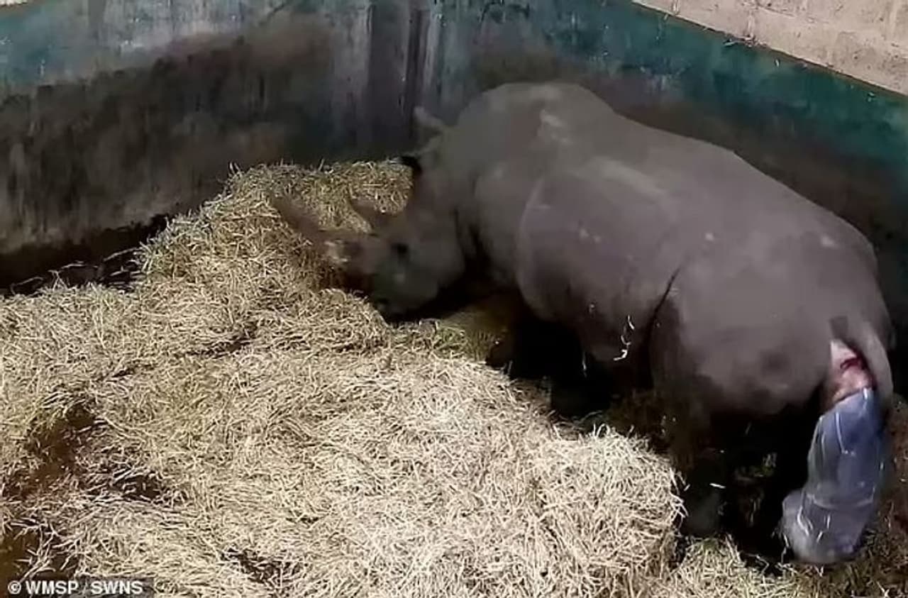 <p>ബാര്ണി എന്ന കണ്ടാമൃഗത്തിന്റെ അഞ്ചാമത്തെ കുട്ടിയാണ് കിയയില് ഇപ്പോള് ജനിച്ച കുഞ്ഞ്. ബ്രീഡിംഗ് പ്രോഗ്രാമിന്റെ 15 വയസ്സുള്ള ബാര്ണിയ്ക്ക് ഇനിയും നിരവധി സന്തതികളെ ഉണ്ടാക്കാന് കഴിയുമെന്ന് മൃഗശാലാ അധികൃതര് പറഞ്ഞു. </p> <p>ബാര്ണി എന്ന കണ്ടാമൃഗത്തിന്റെ അഞ്ചാമത്തെ കുട്ടിയാണ് കിയയില് ഇപ്പോള് ജനിച്ച കുഞ്ഞ്. ബ്രീഡിംഗ് പ്രോഗ്രാമിന്റെ 15 വയസ്സുള്ള ബാര്ണിയ്ക്ക് ഇനിയും നിരവധി സന്തതികളെ ഉണ്ടാക്കാന് കഴിയുമെന്ന് മൃഗശാലാ അധികൃതര് പറഞ്ഞു. </p>