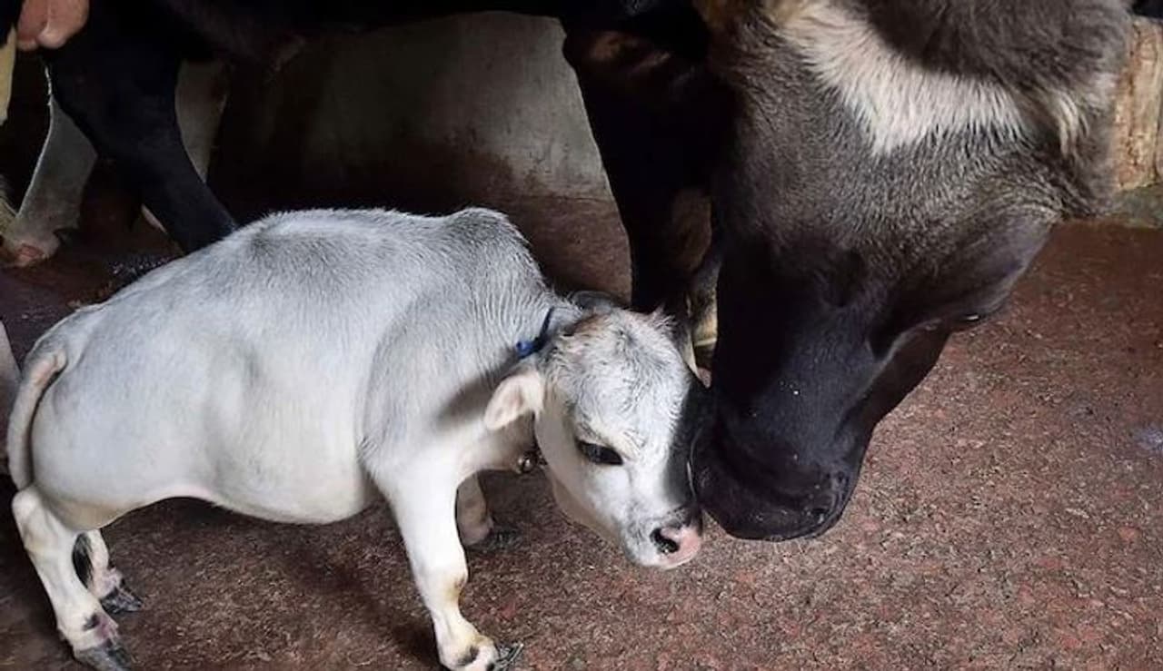 <p>ബംഗ്ലാദേശിൽ ഈ കൊവിഡ് കാലത്ത് ആളുകൾ റാണിയെ കാണാനുള്ള യാത്രയിലാണ്. ലോകത്തിലെ ഏറ്റവും ഉയരം കുറഞ്ഞ പശു റാണി ആണെന്നാണ് ഉടമ അവകാശപ്പെടുന്നത്.</p>