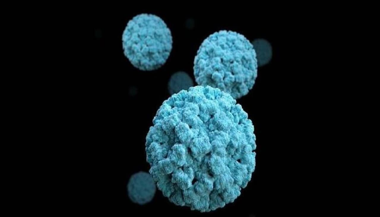 <p>norovirus</p> <p>norovirus</p>