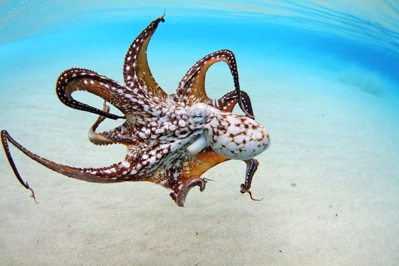 Octopus Facts Octopus Facts