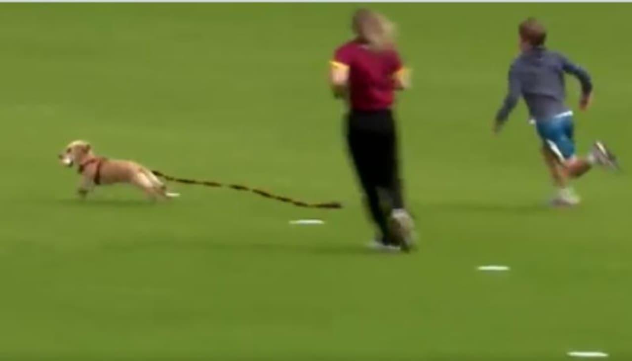 Cricket Dog Cricket Dog