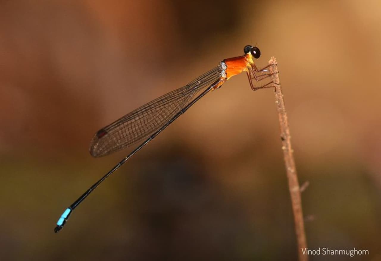 കുങ്കുമ നിഴല്‍ത്തുമ്പി (Indosticta deccanensis)