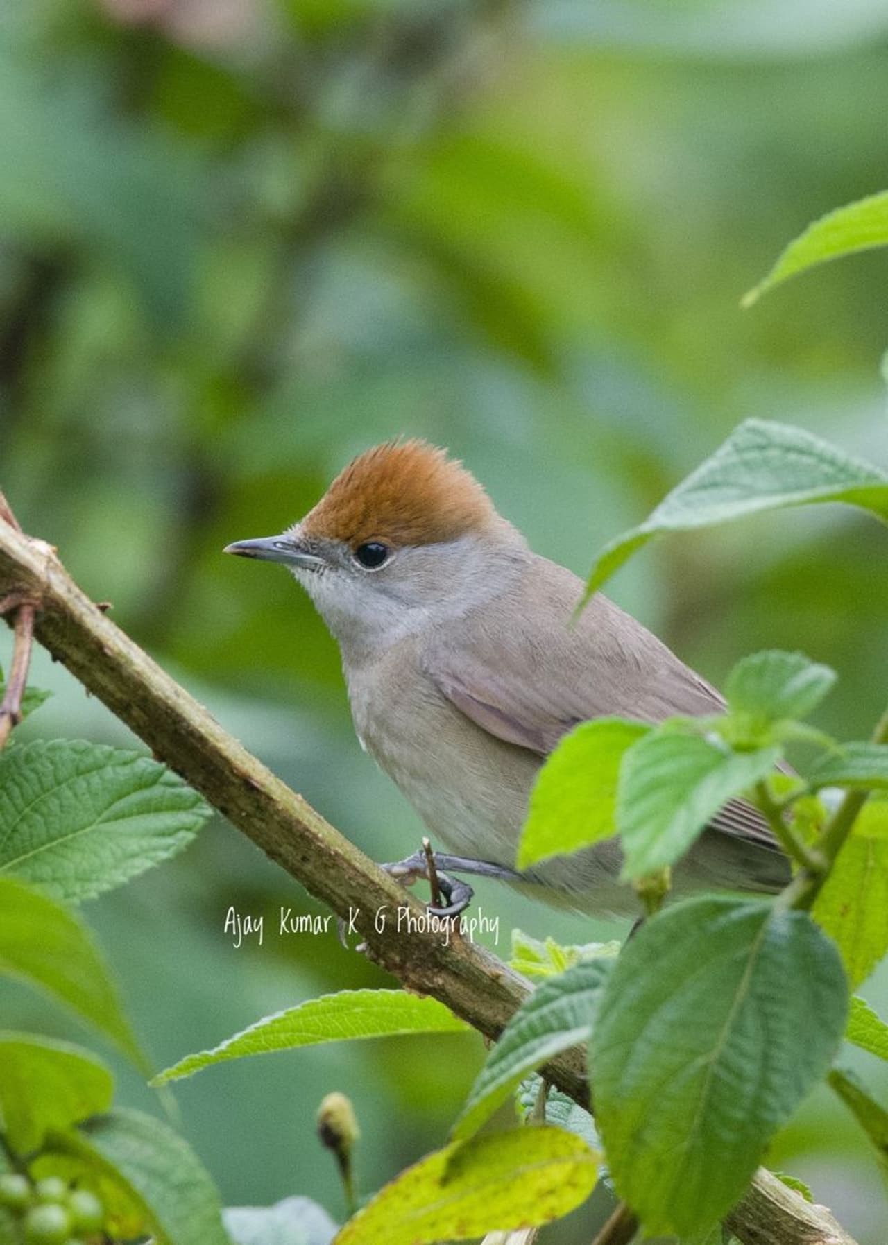 Eurasian blackcap, Photo: Ajay Kumar Eurasian blackcap, Photo: Ajay Kumar